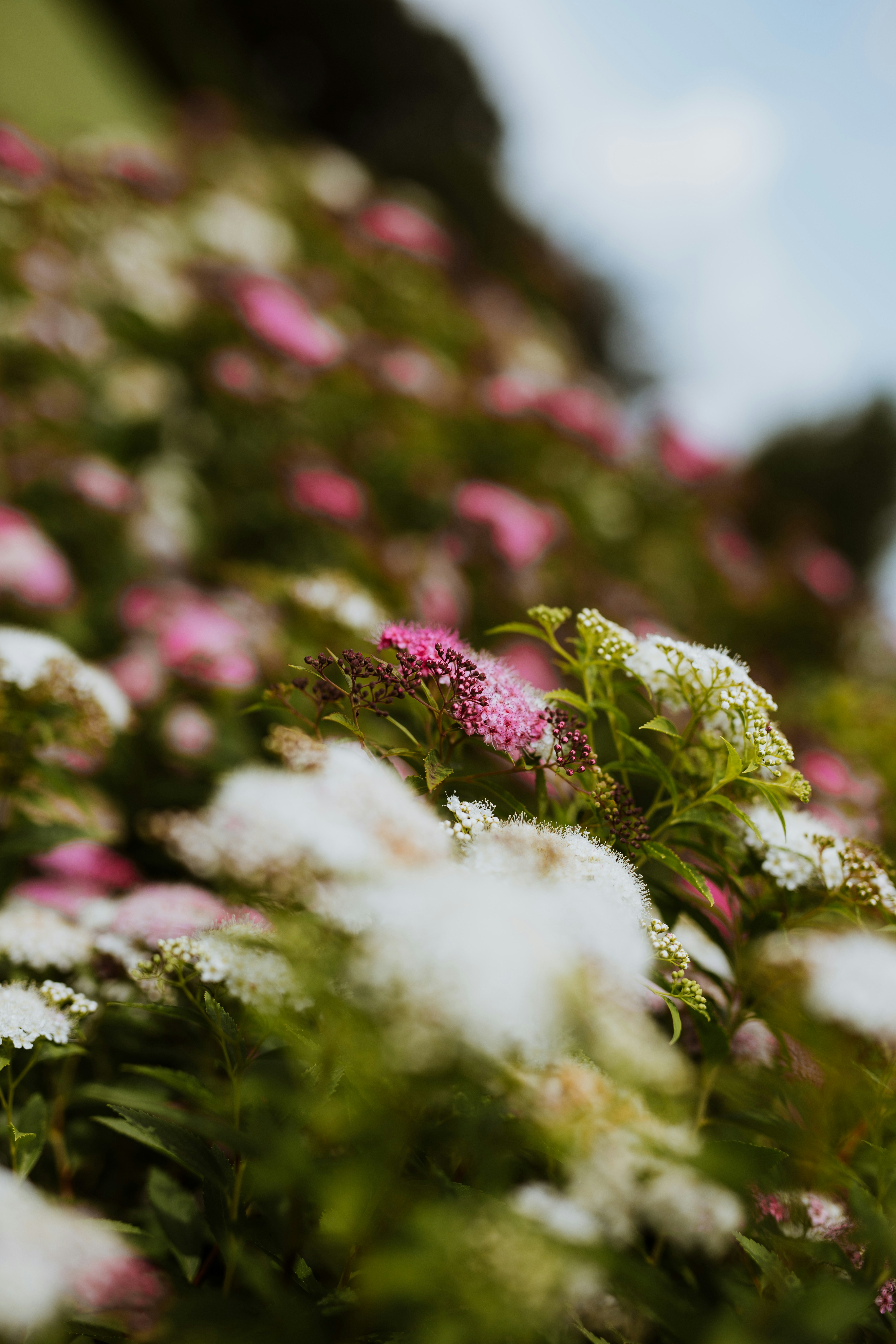 A bunch of flowers that are in the grass