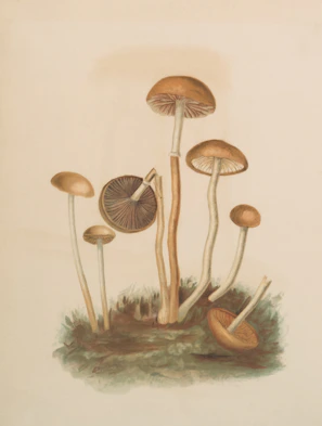 Several brown-capped mushrooms grow on mossy ground.