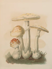 A watercolor painting of several mushrooms on a grassy patch.