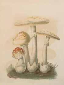 A watercolor painting of several mushrooms on a grassy patch.