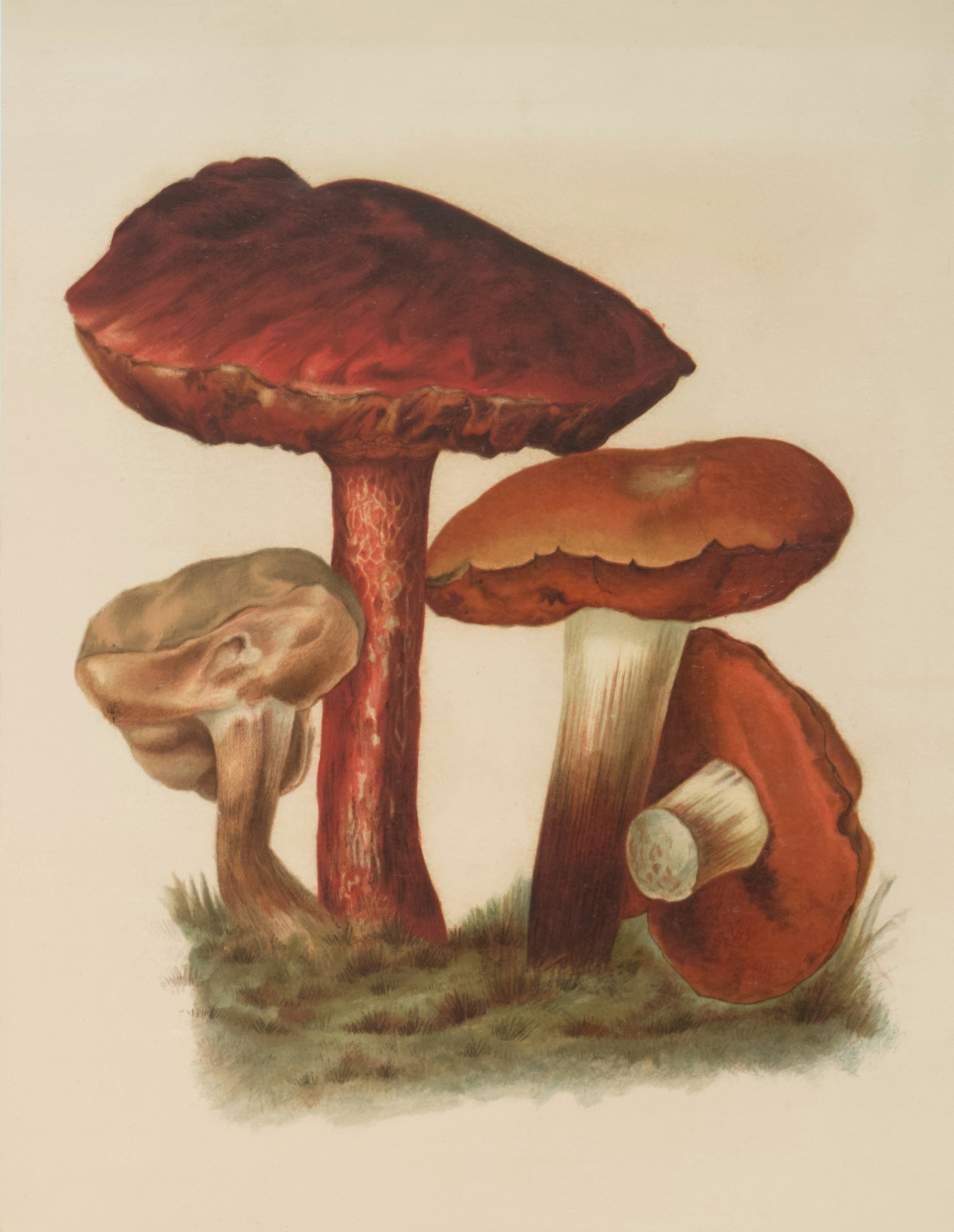 Magic Mushroom FAQs for Canadians 2026