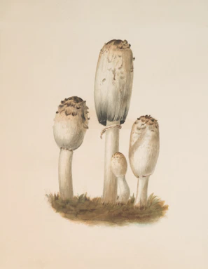 Four shaggy ink cap mushrooms growing on grass