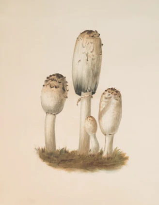 Four shaggy ink cap mushrooms growing on grass