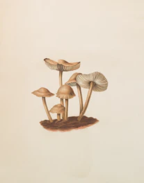 A cluster of small brown mushrooms on a light background.
