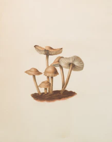 A cluster of small brown mushrooms on a light background.