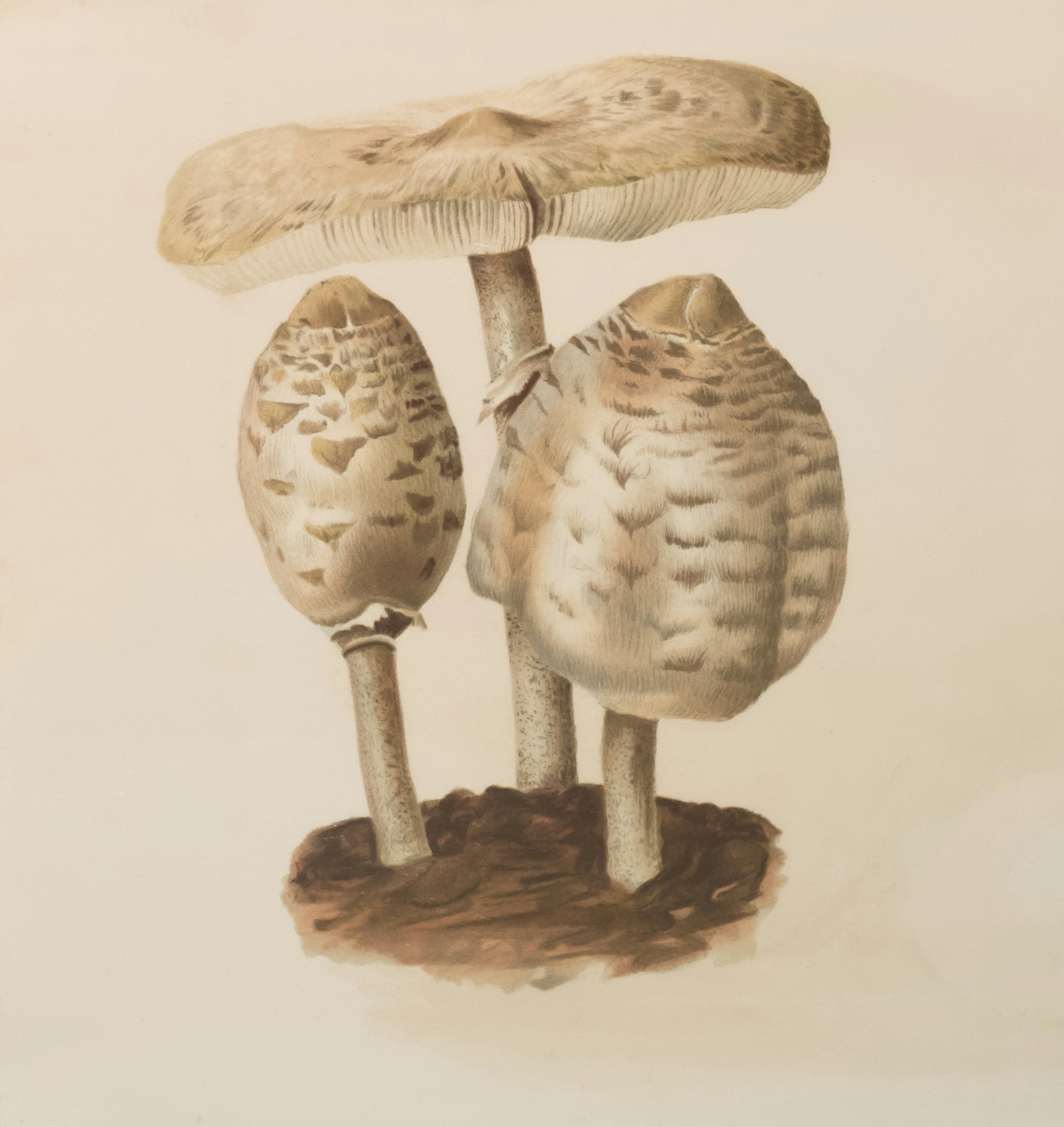 Lion’s Mane Mushroom illustration