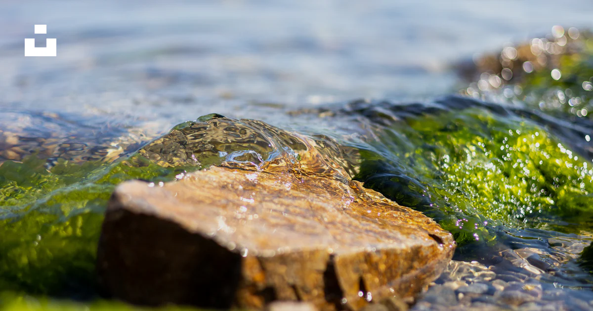 Algae From Rocks A close up of rocks and algae in a body of water photo – Free Rock ...