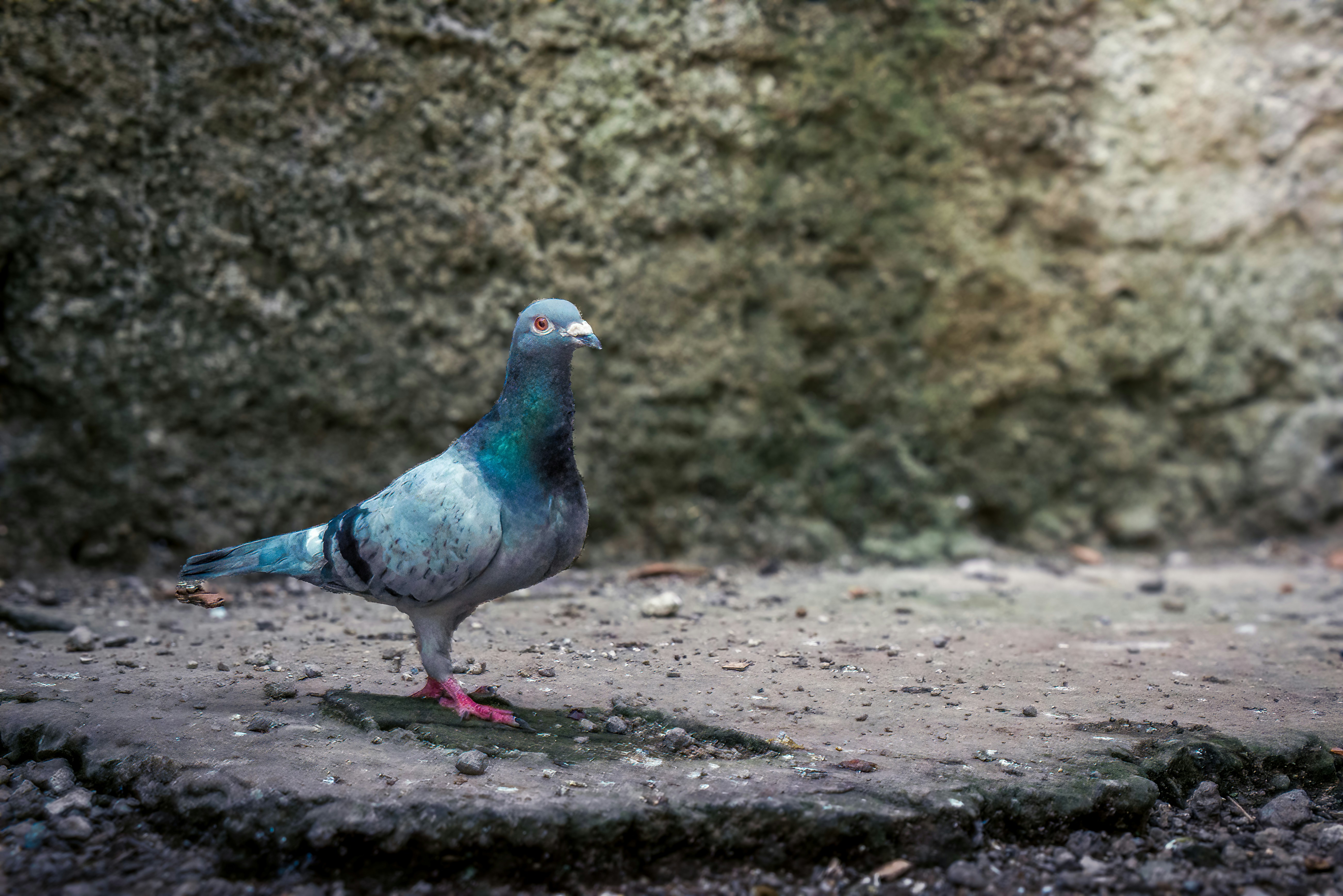 A blue and gray bird standing on the ground