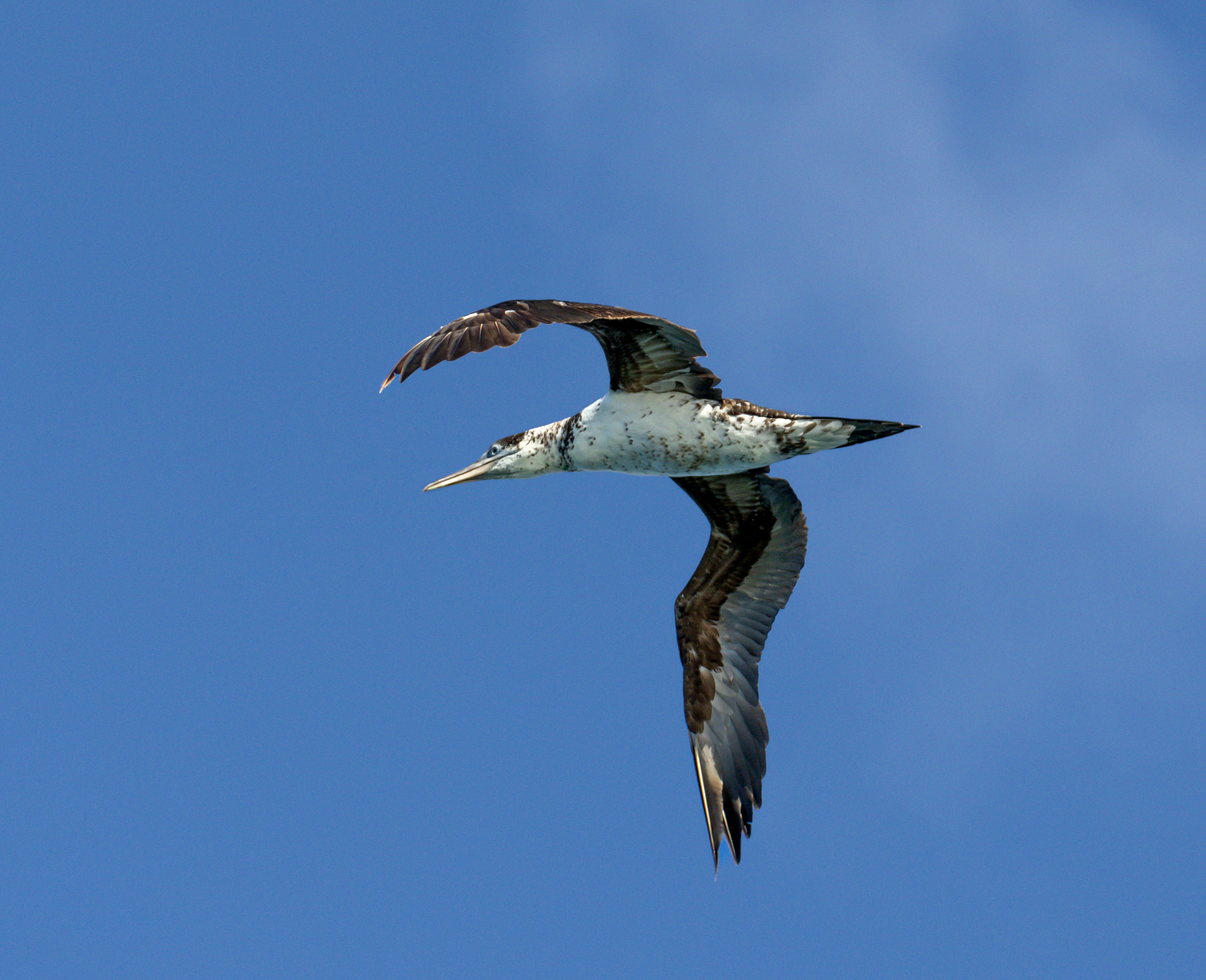 Un pájaro volando a través de un cielo azul con nubes foto – Imagen de Vida  silvestre gratuita en Unsplash, image size:3000x2440