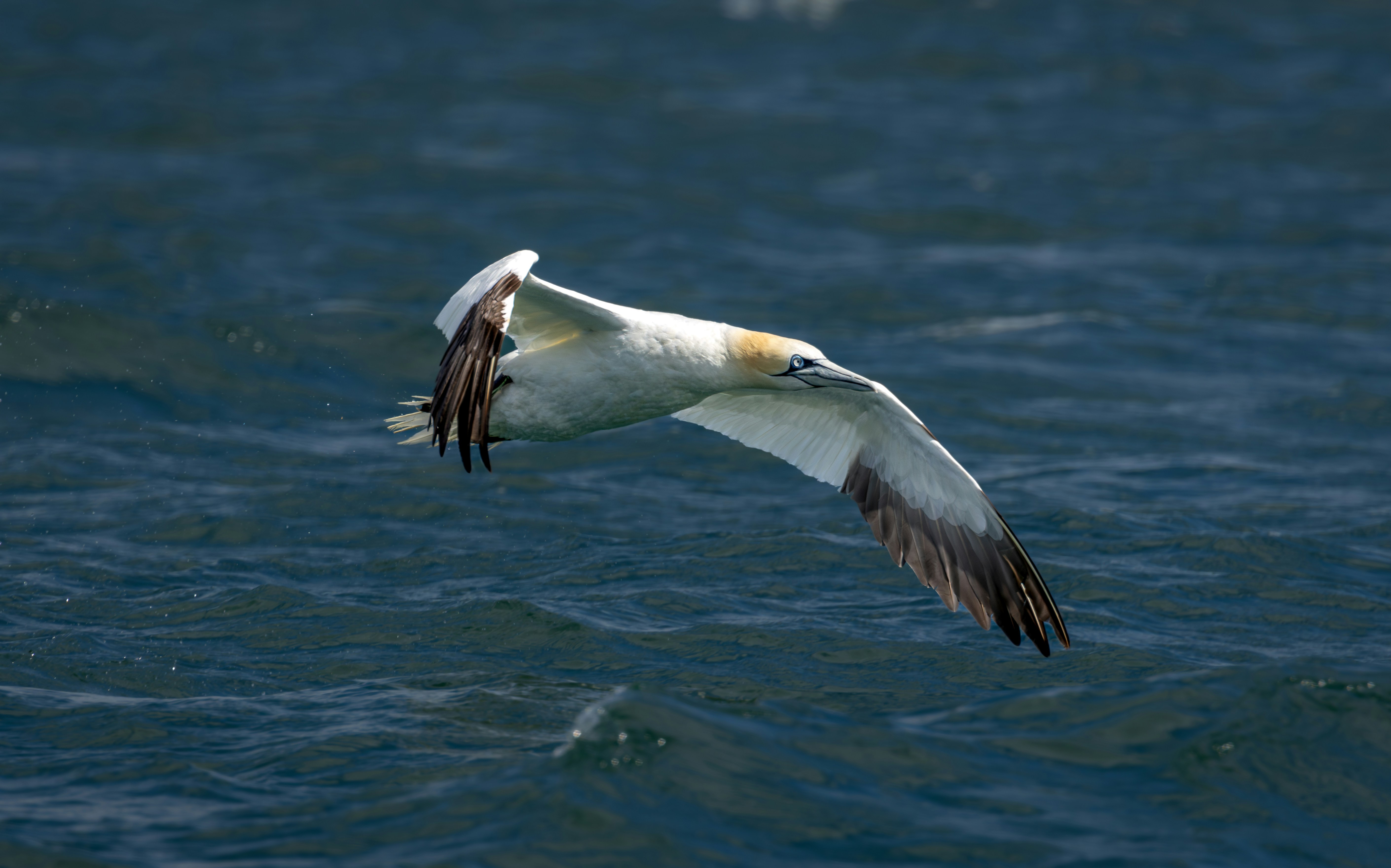 Photo by raymondo600