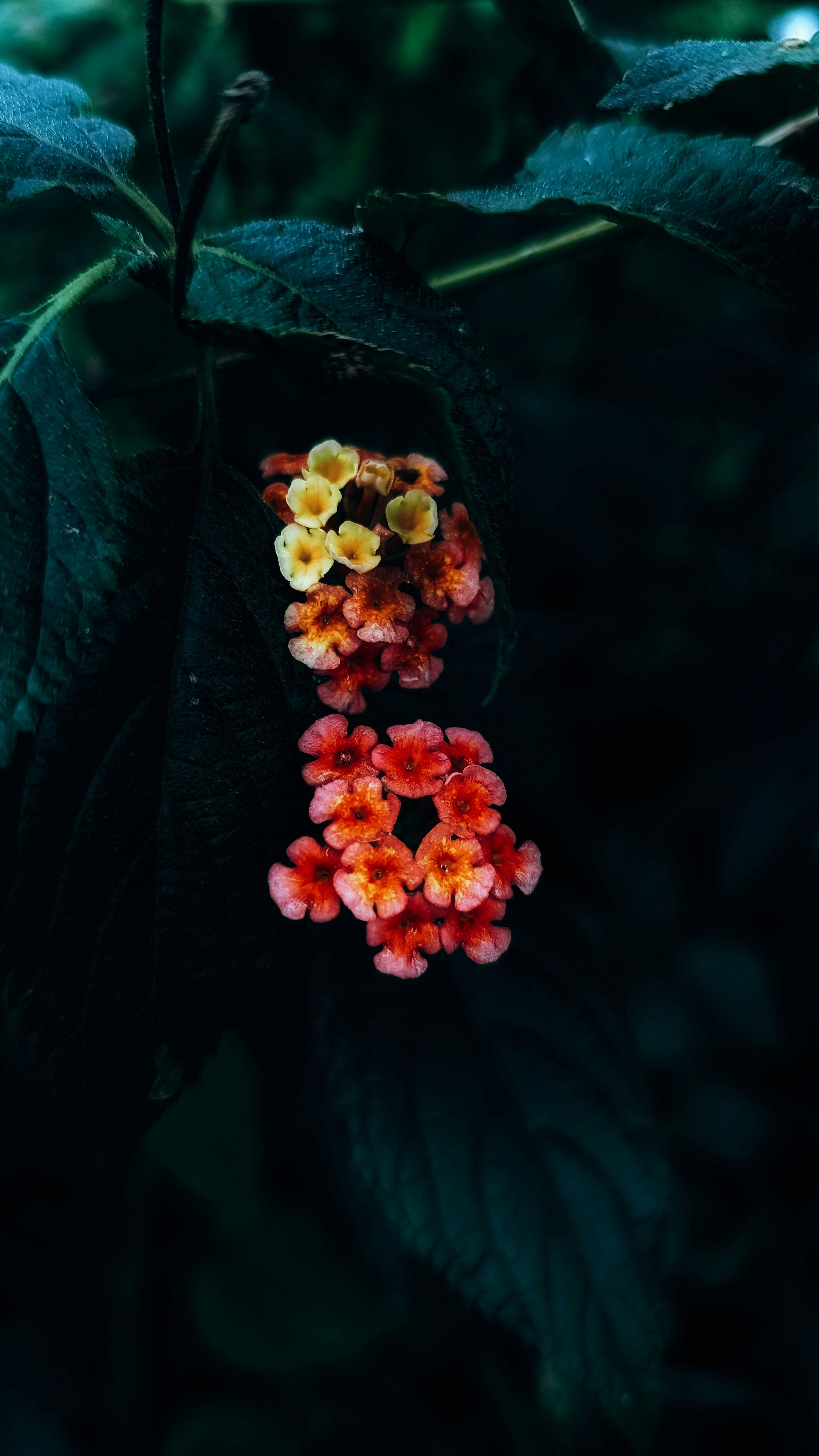 Photo by simanta_99