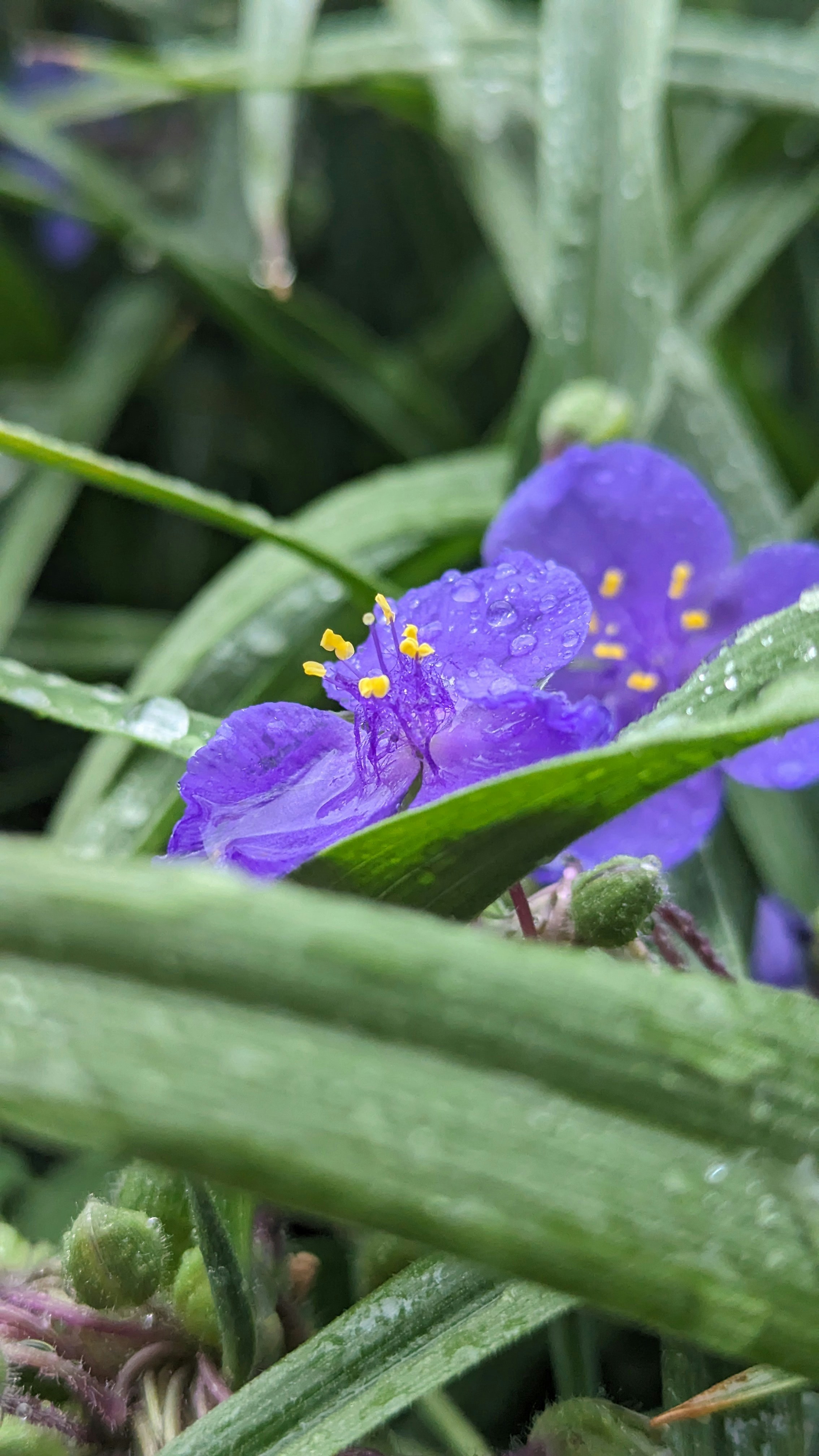 A purple flower sitting on top of a lush green field