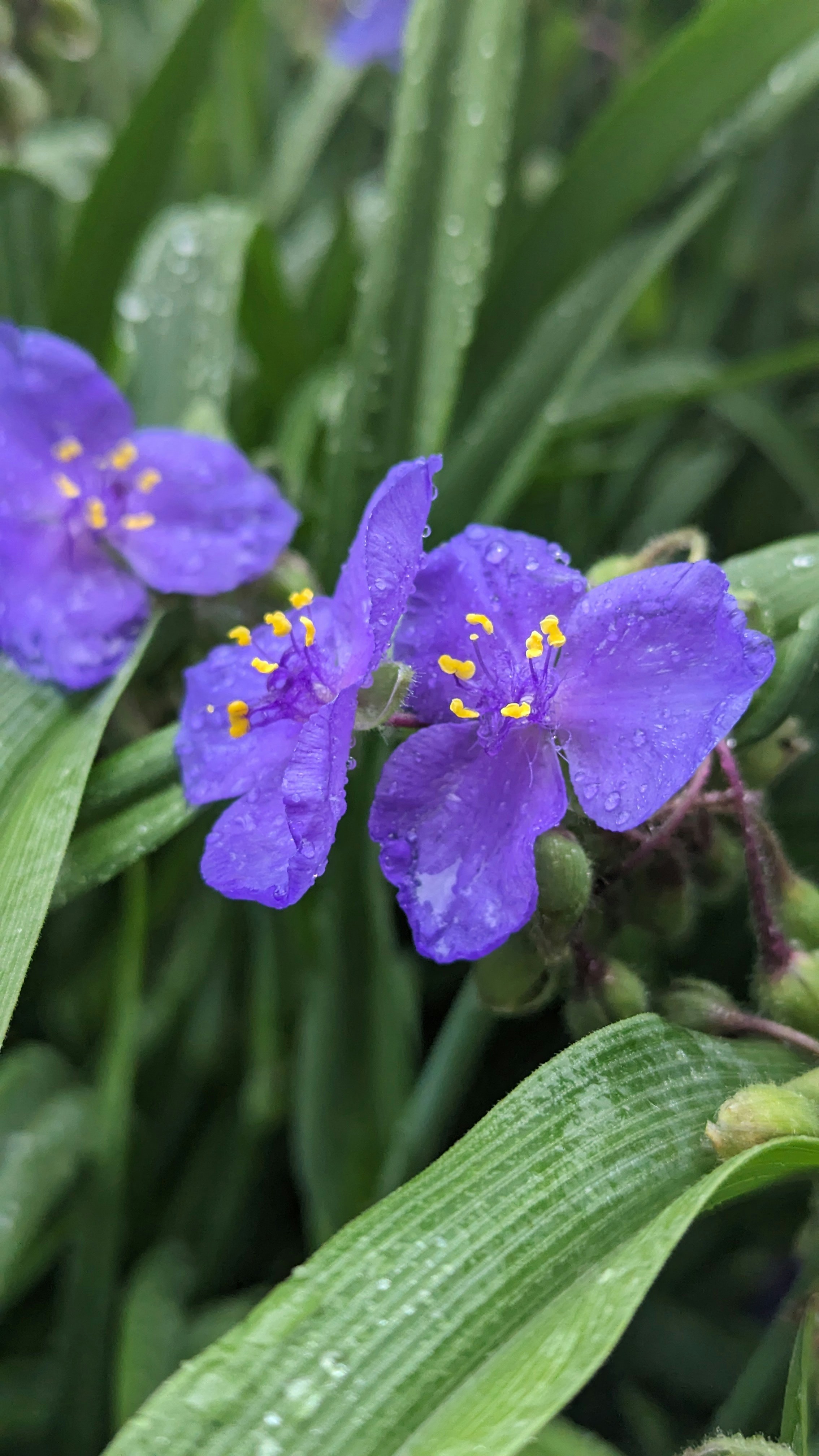 A close up of a purple flower with water droplets on it