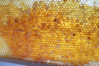 A close up of a honeycomb on a table