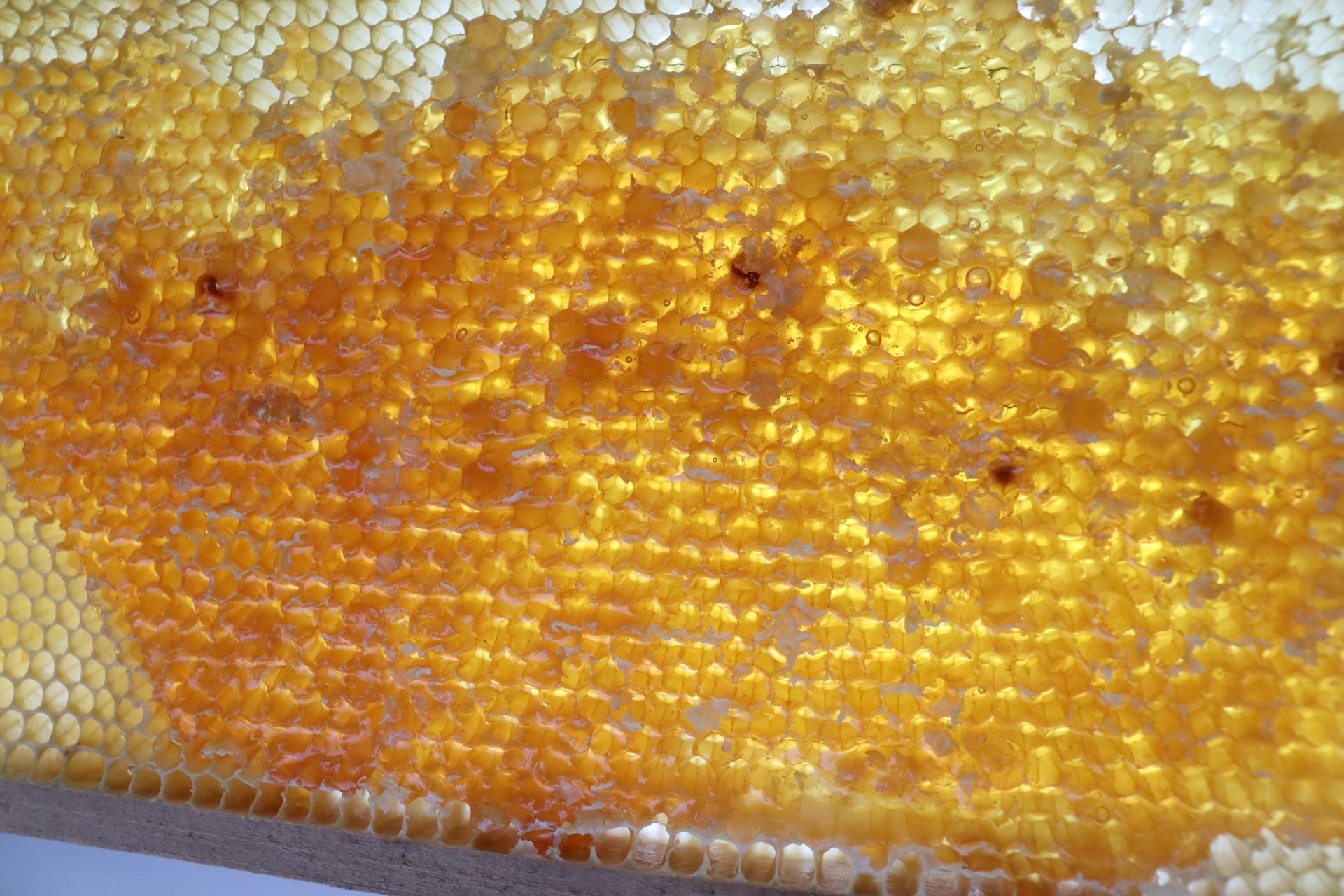 A close up of a honeycomb on a table