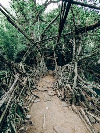 A path made of sticks and sticks in the woods