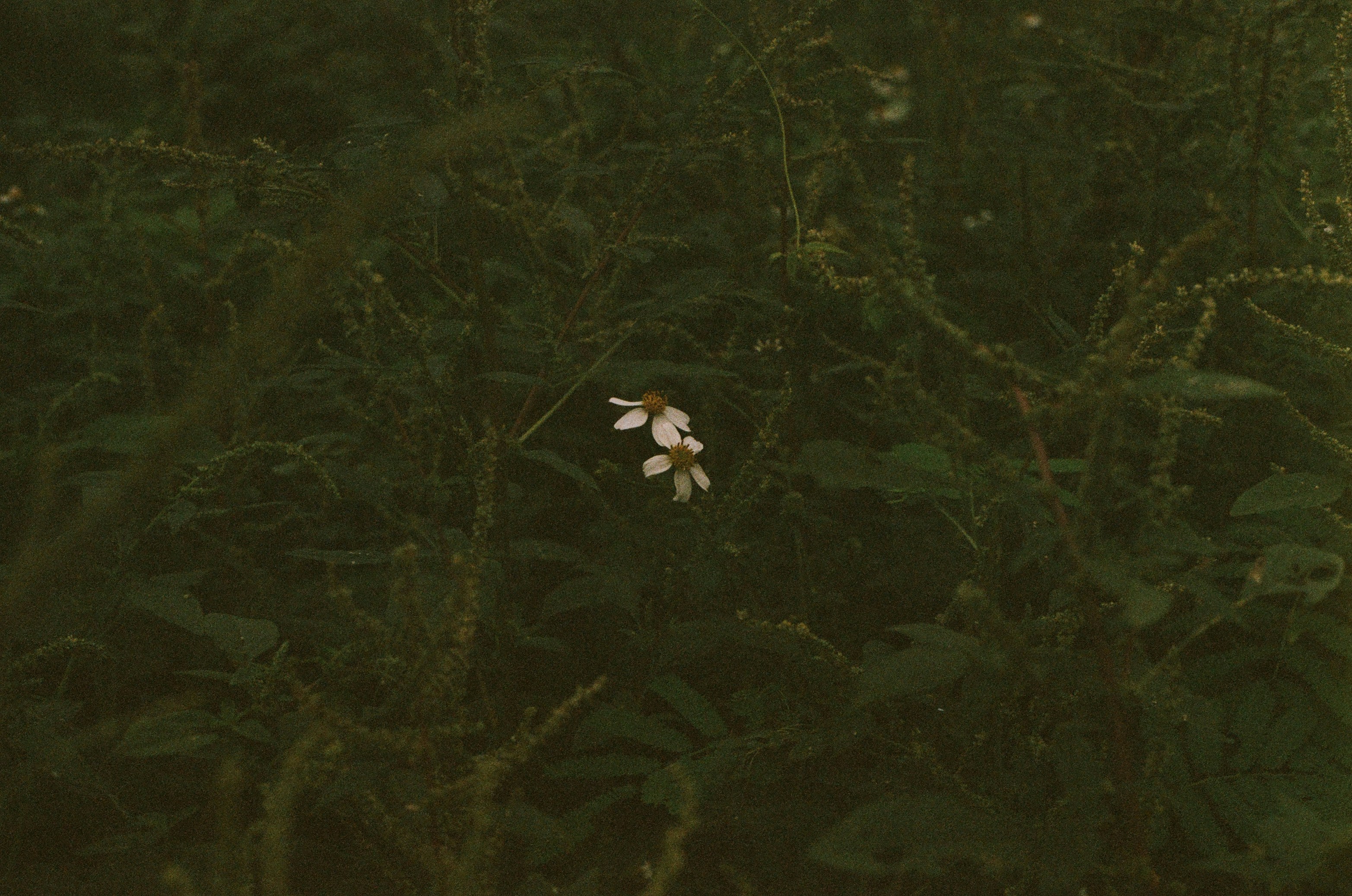 Photo by uyen1991
