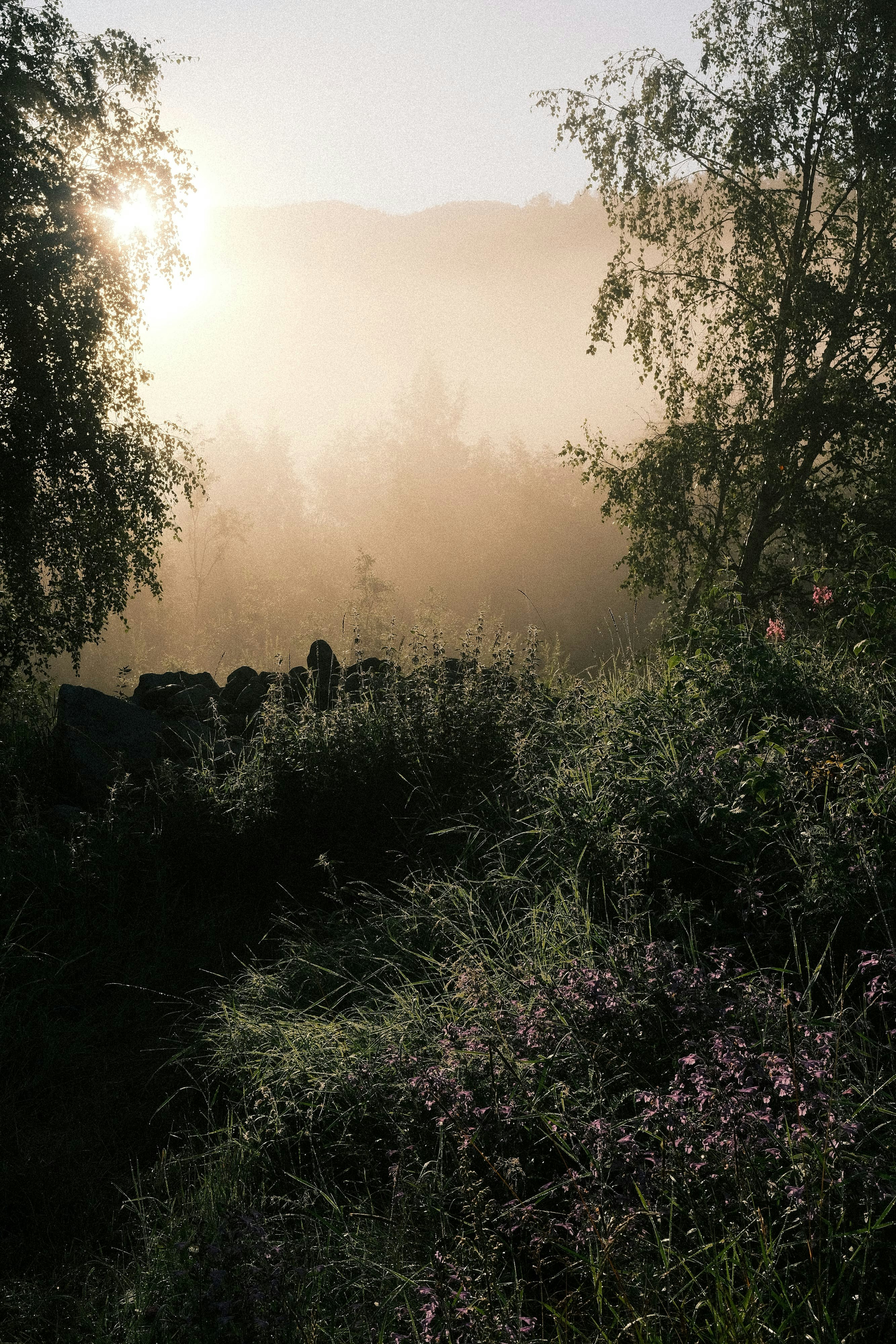 Sunlight breaking through misty trees over dew-covered plants.