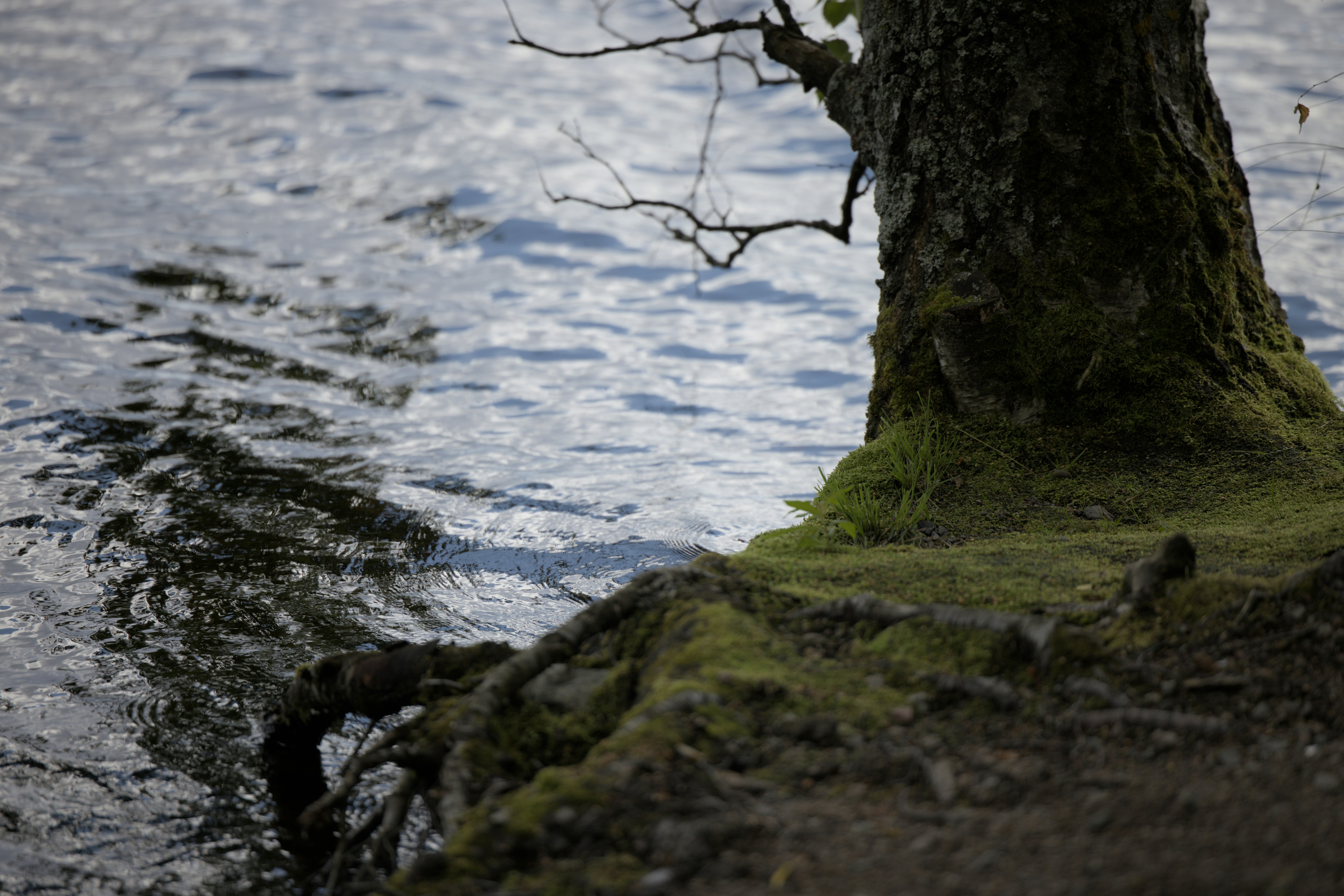 Uma árvore que fica ao lado de um corpo d'água