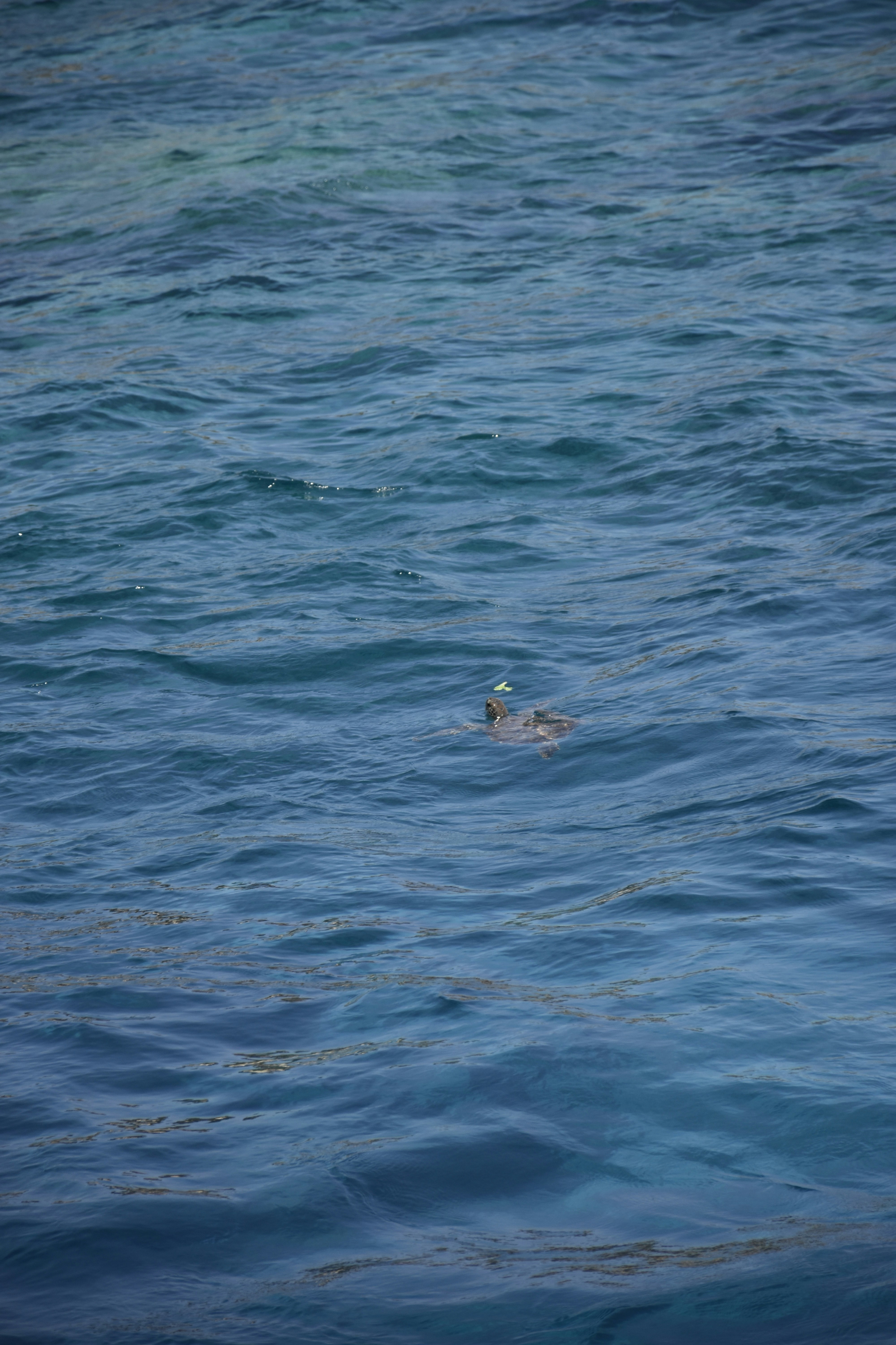 Photo by znphotogarphy