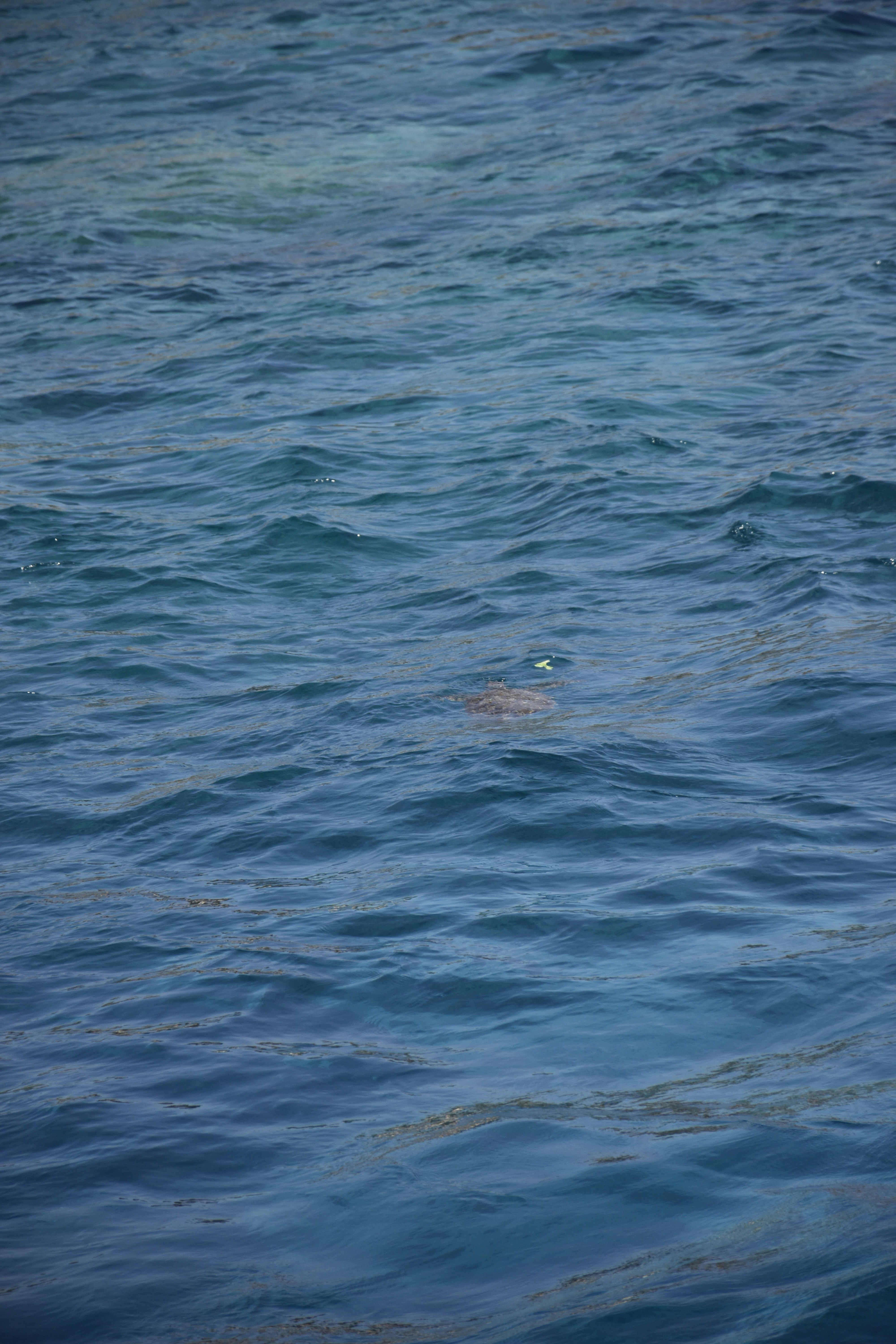 Photo by znphotogarphy