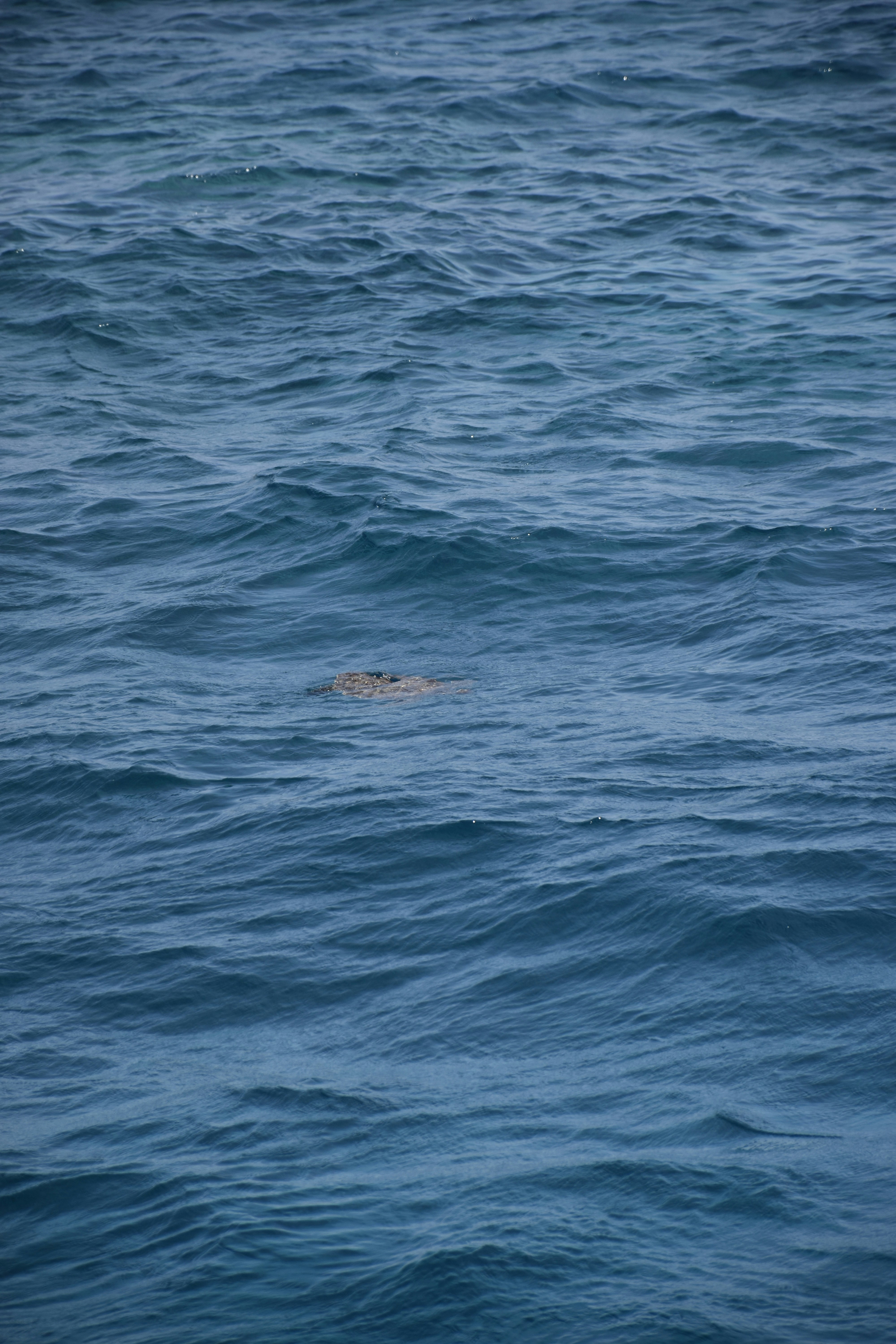 Photo by znphotogarphy