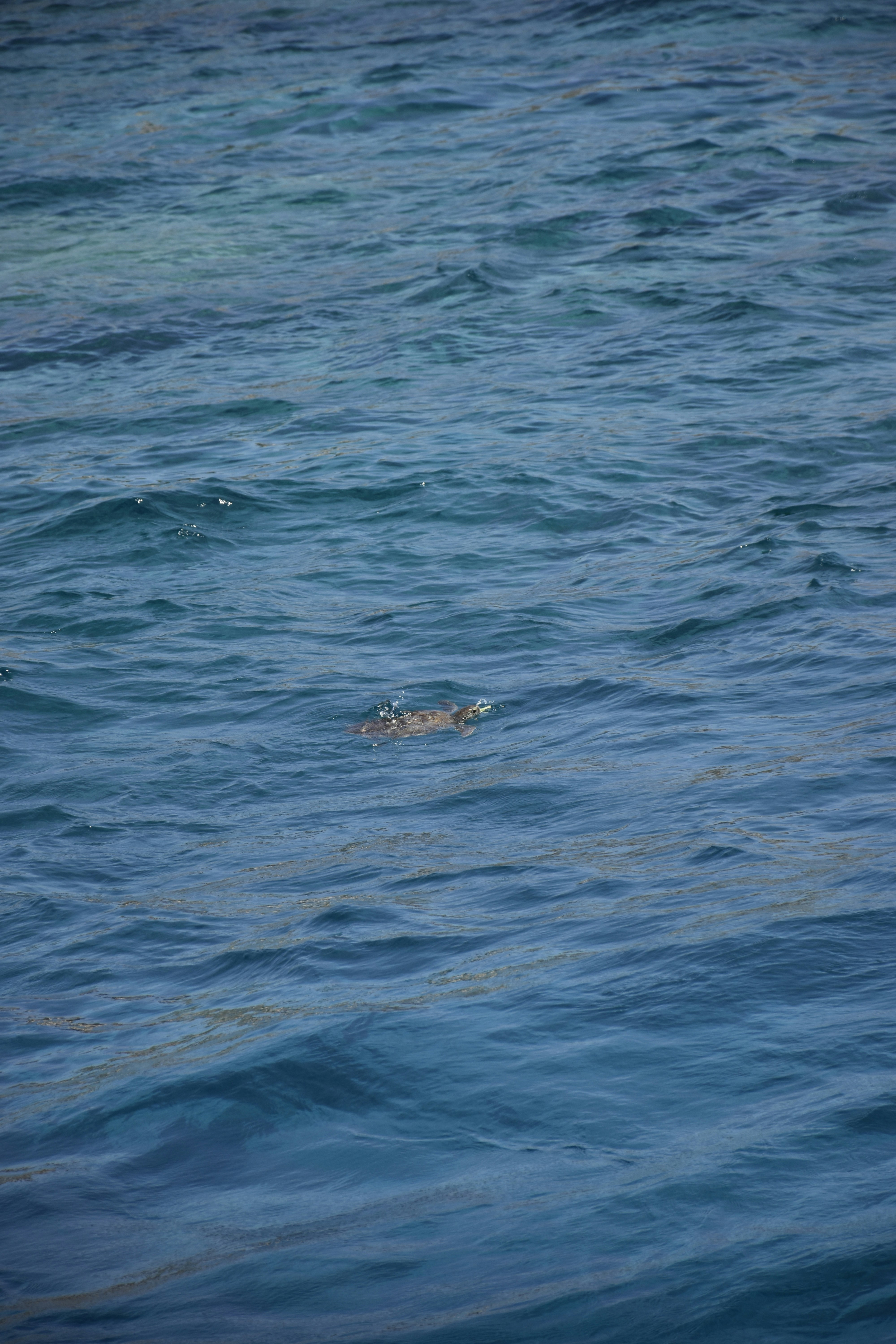 Photo by znphotogarphy