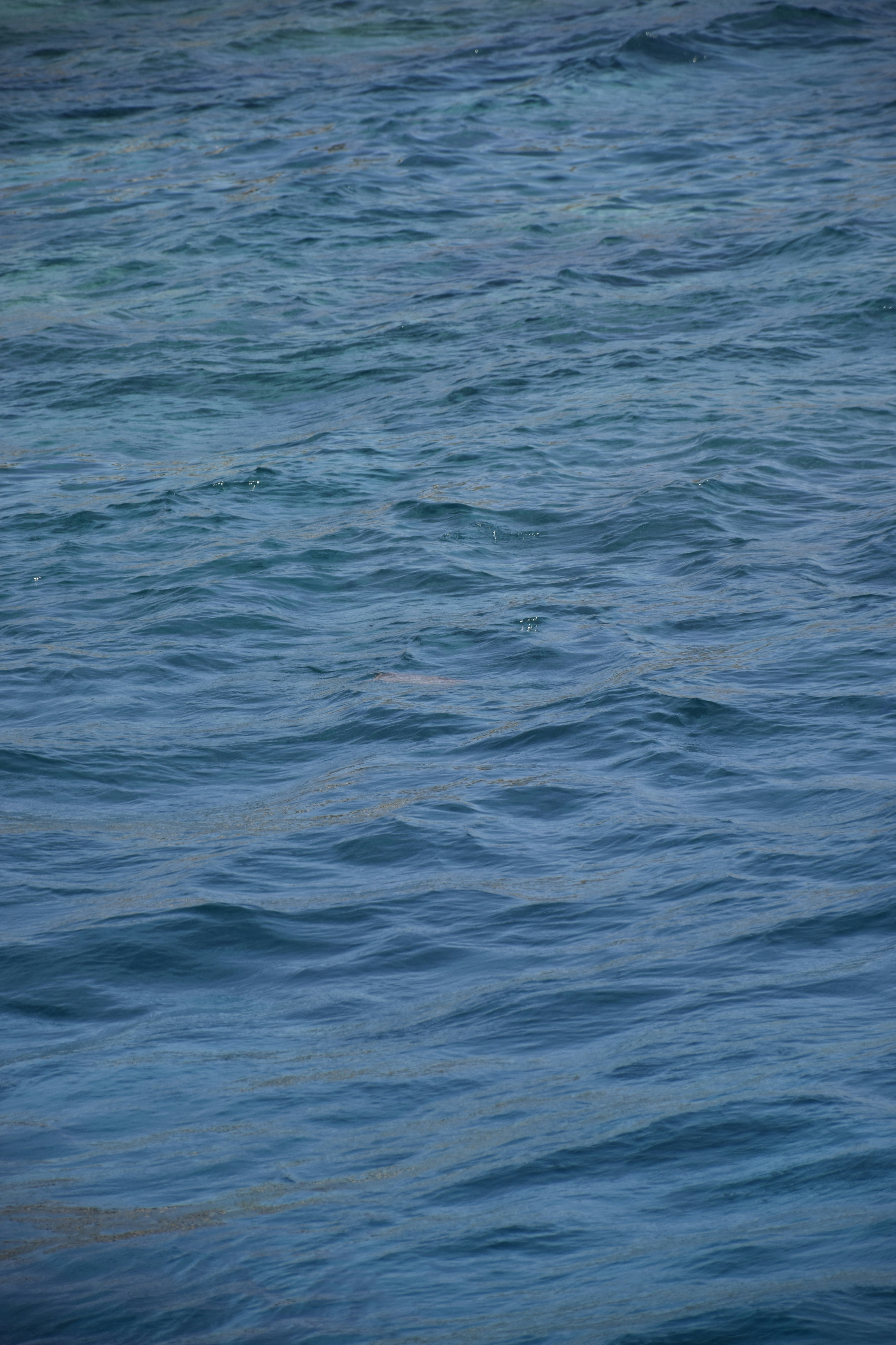 Photo by znphotogarphy