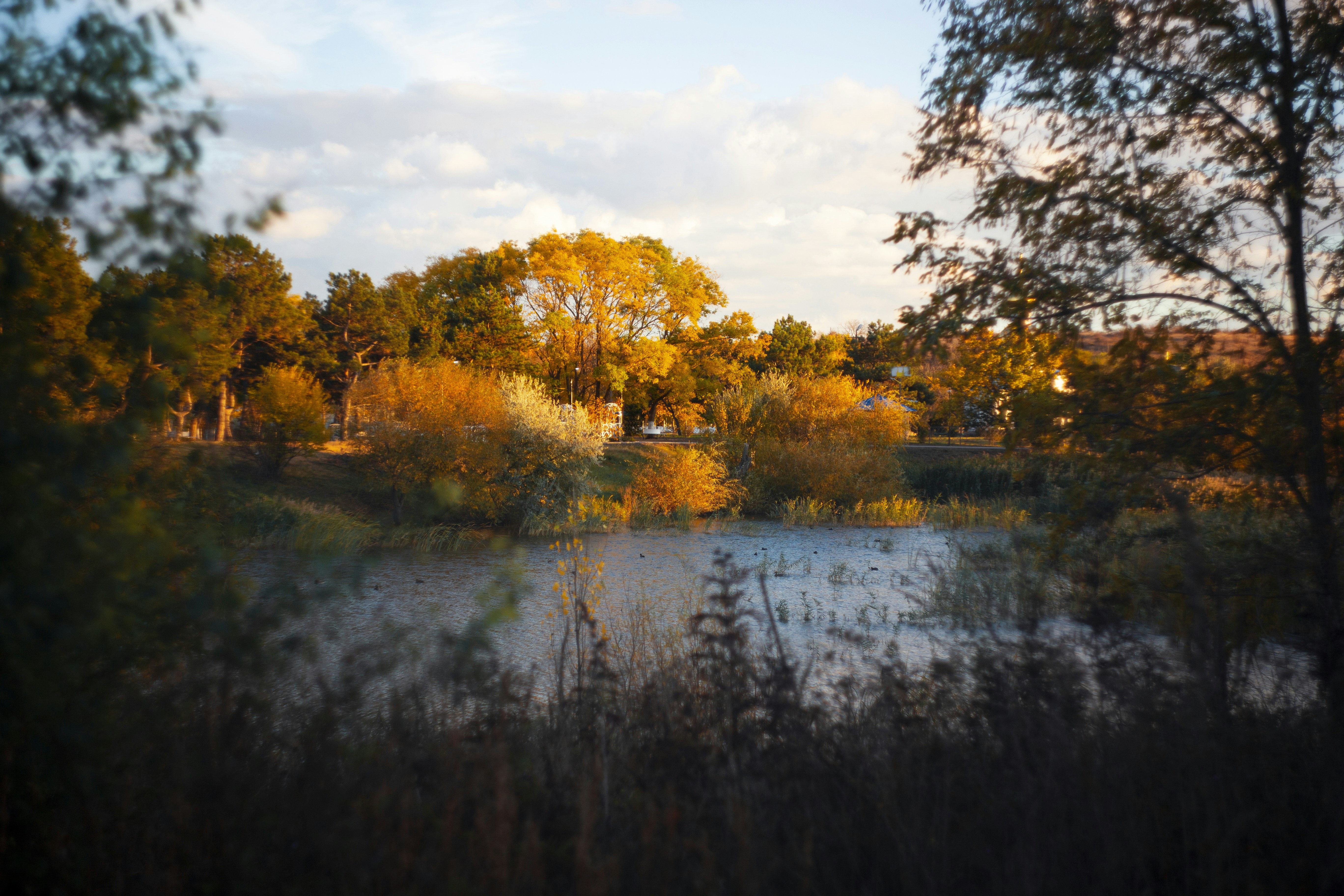 A small lake surrounded by trees and grass
