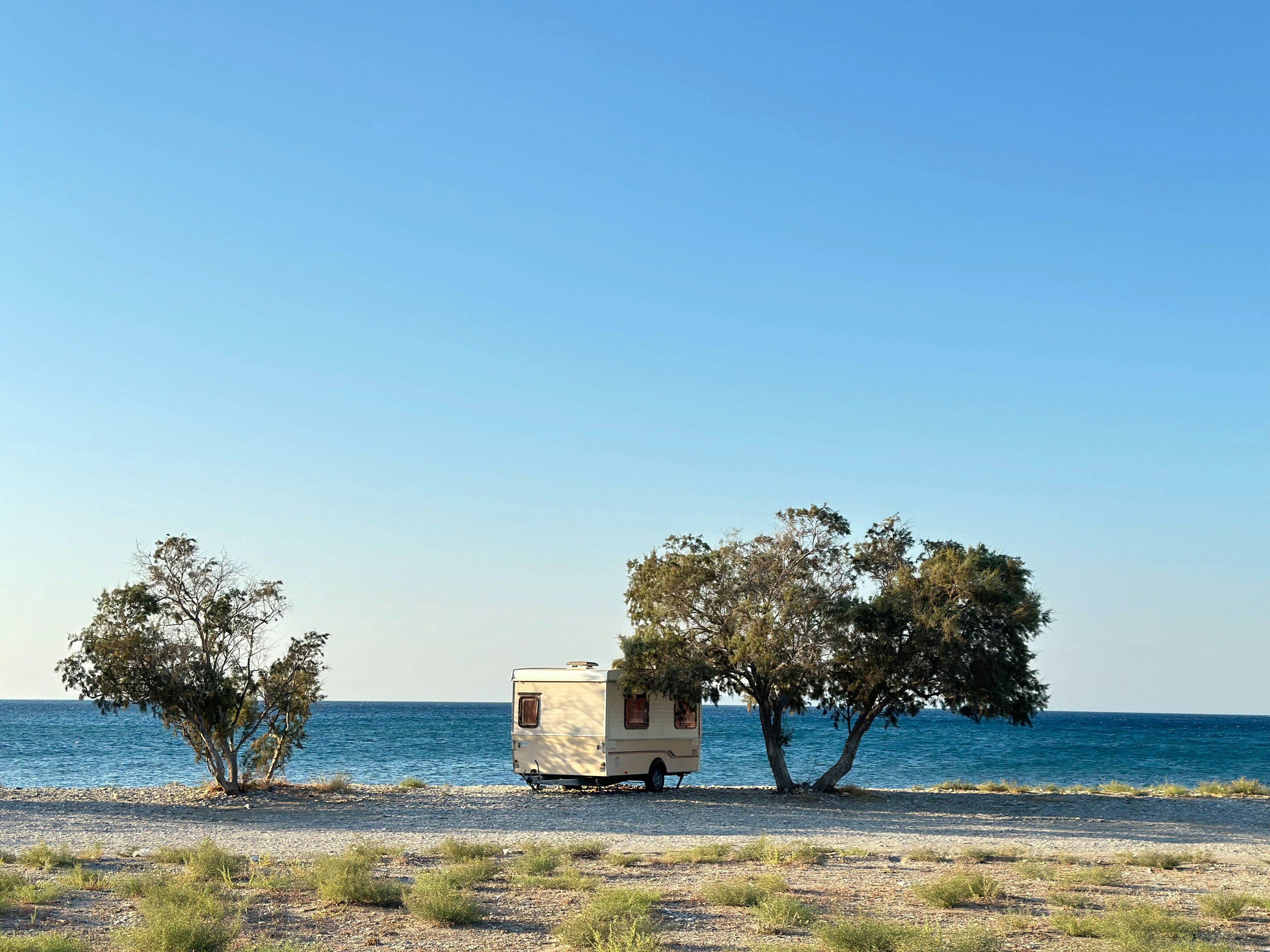A couple of trees sitting next to a body of water