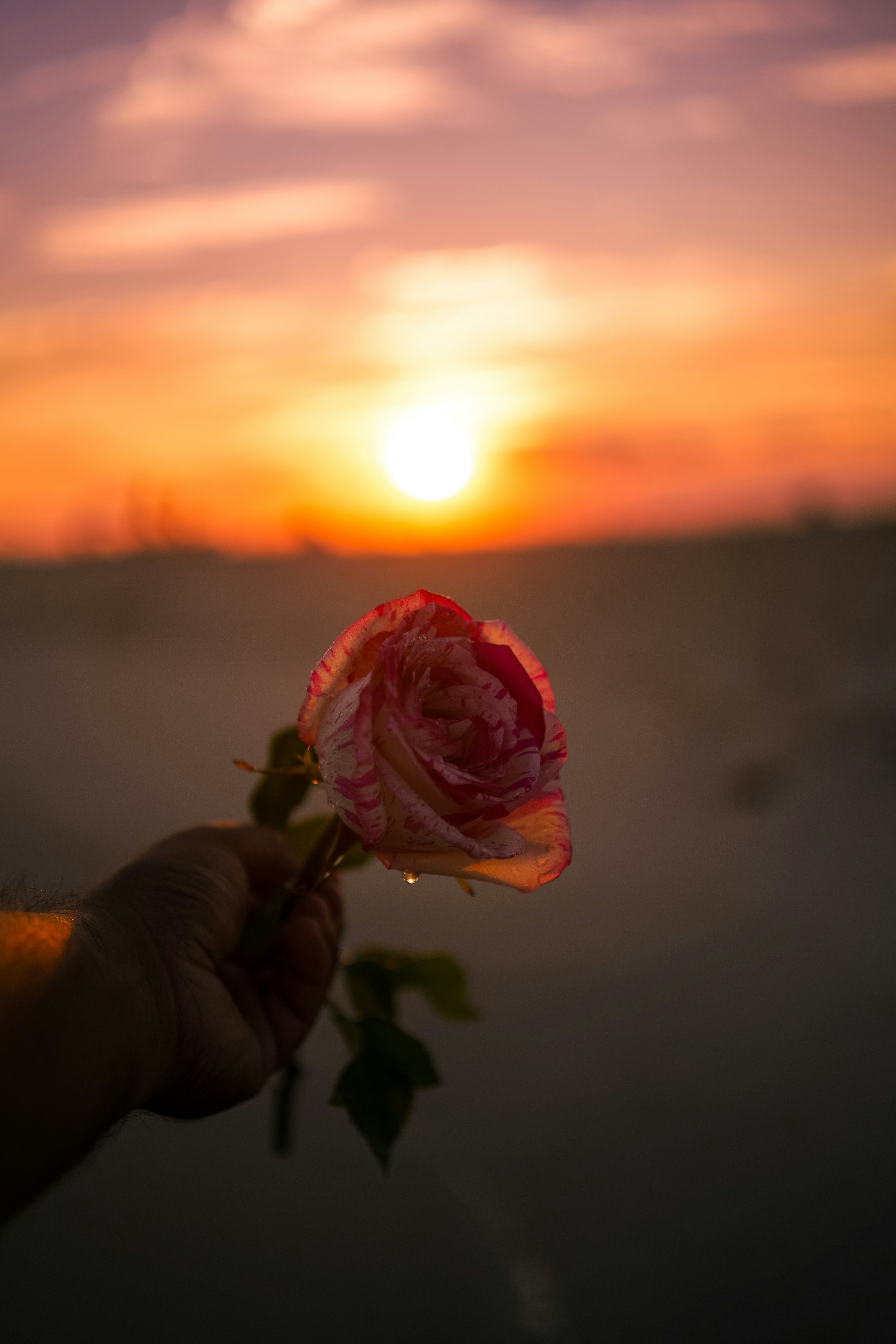 夕日を前にして花を手にする人