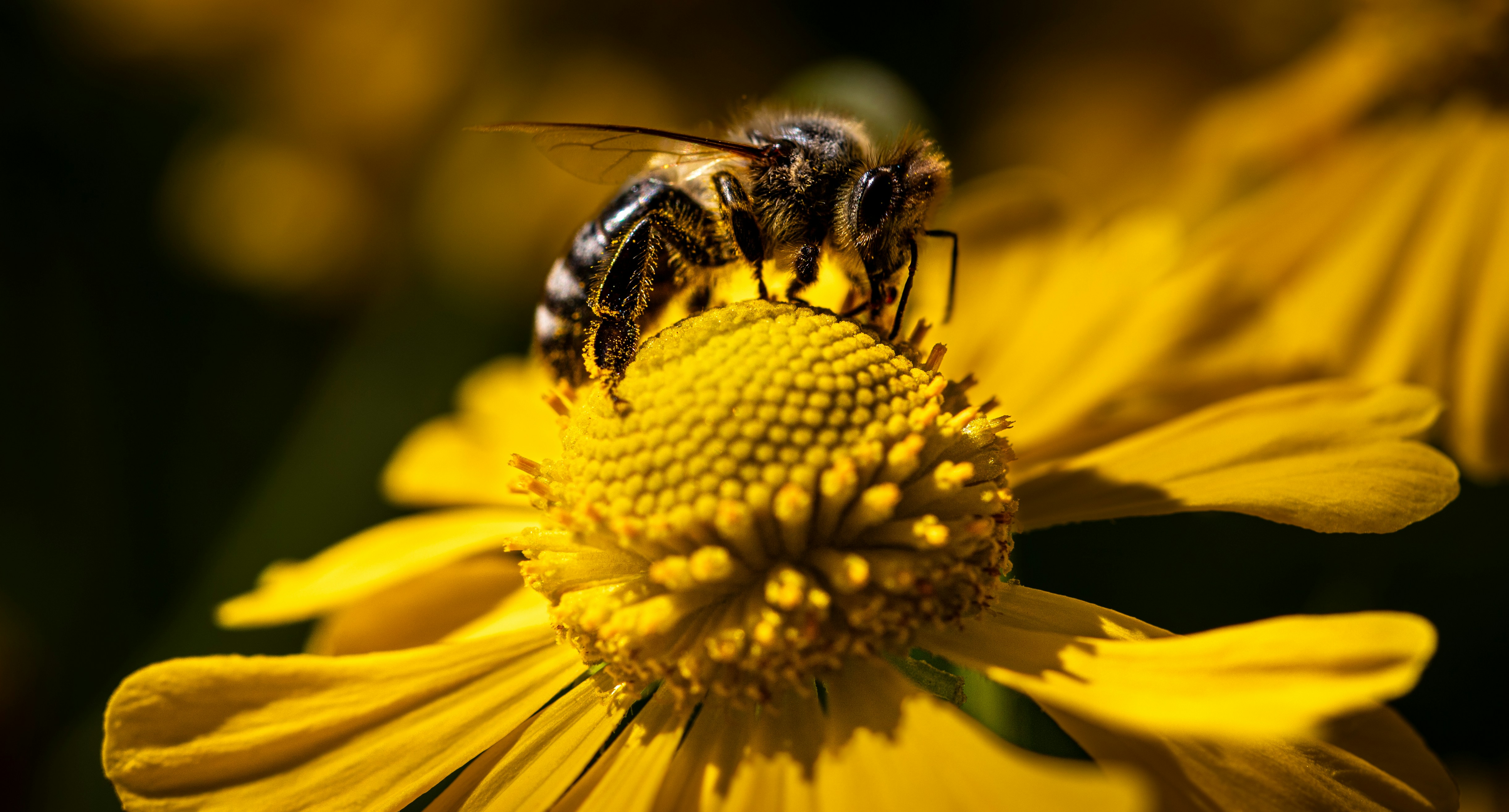 A bee sitting on top of a yellow flower