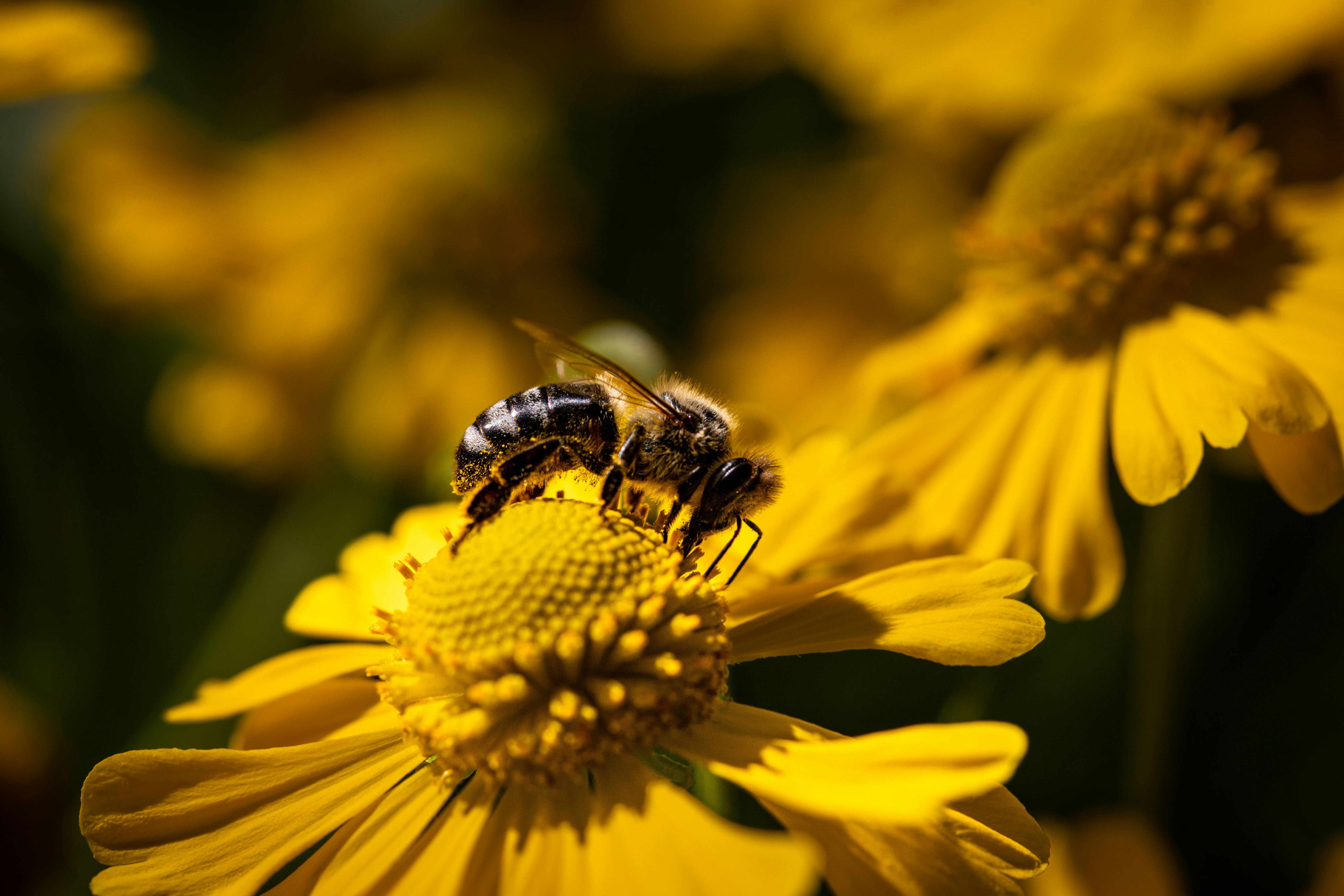 A bee sitting on top of a yellow flower