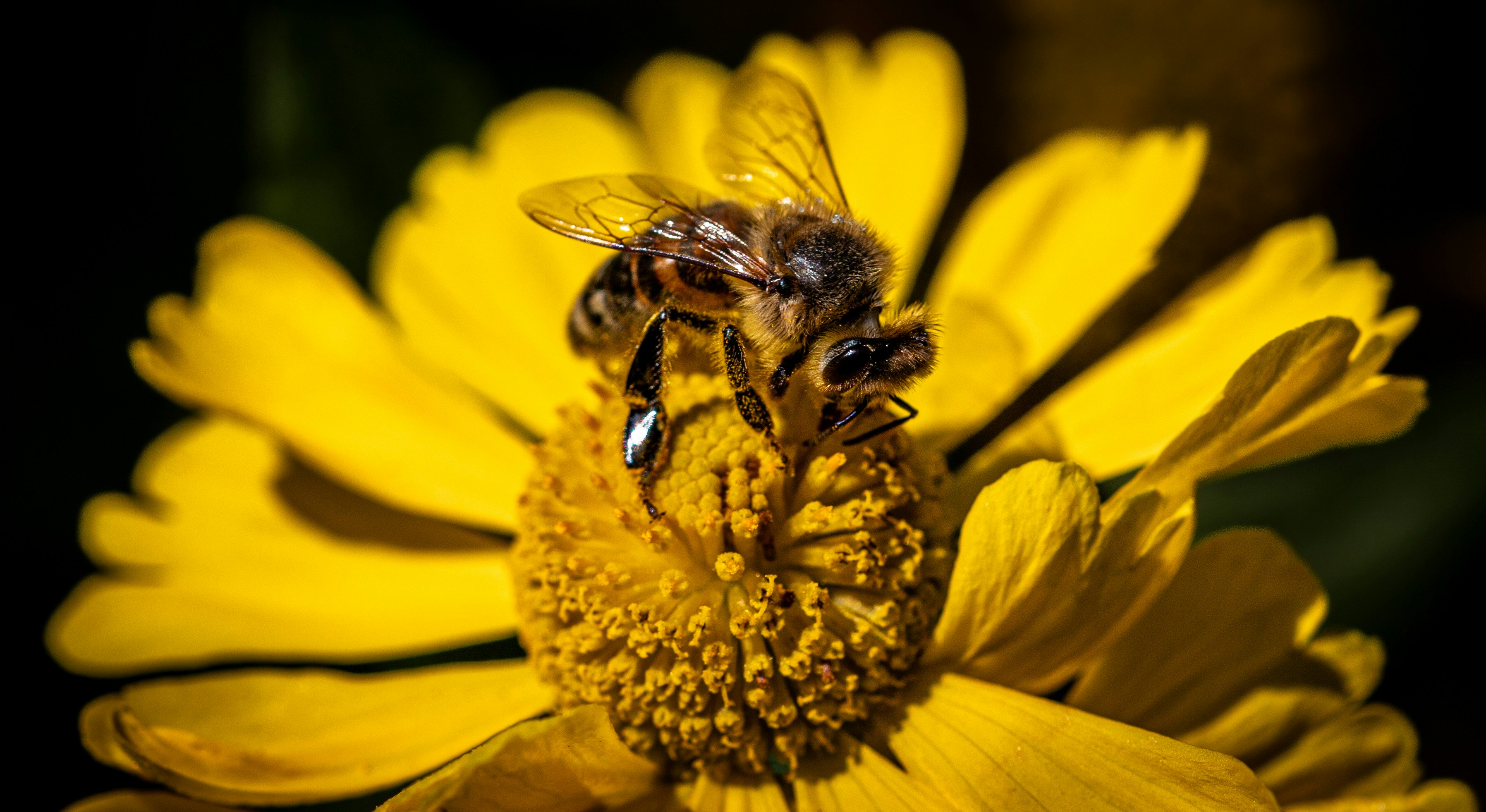 A bee on a yellow flower with a black background