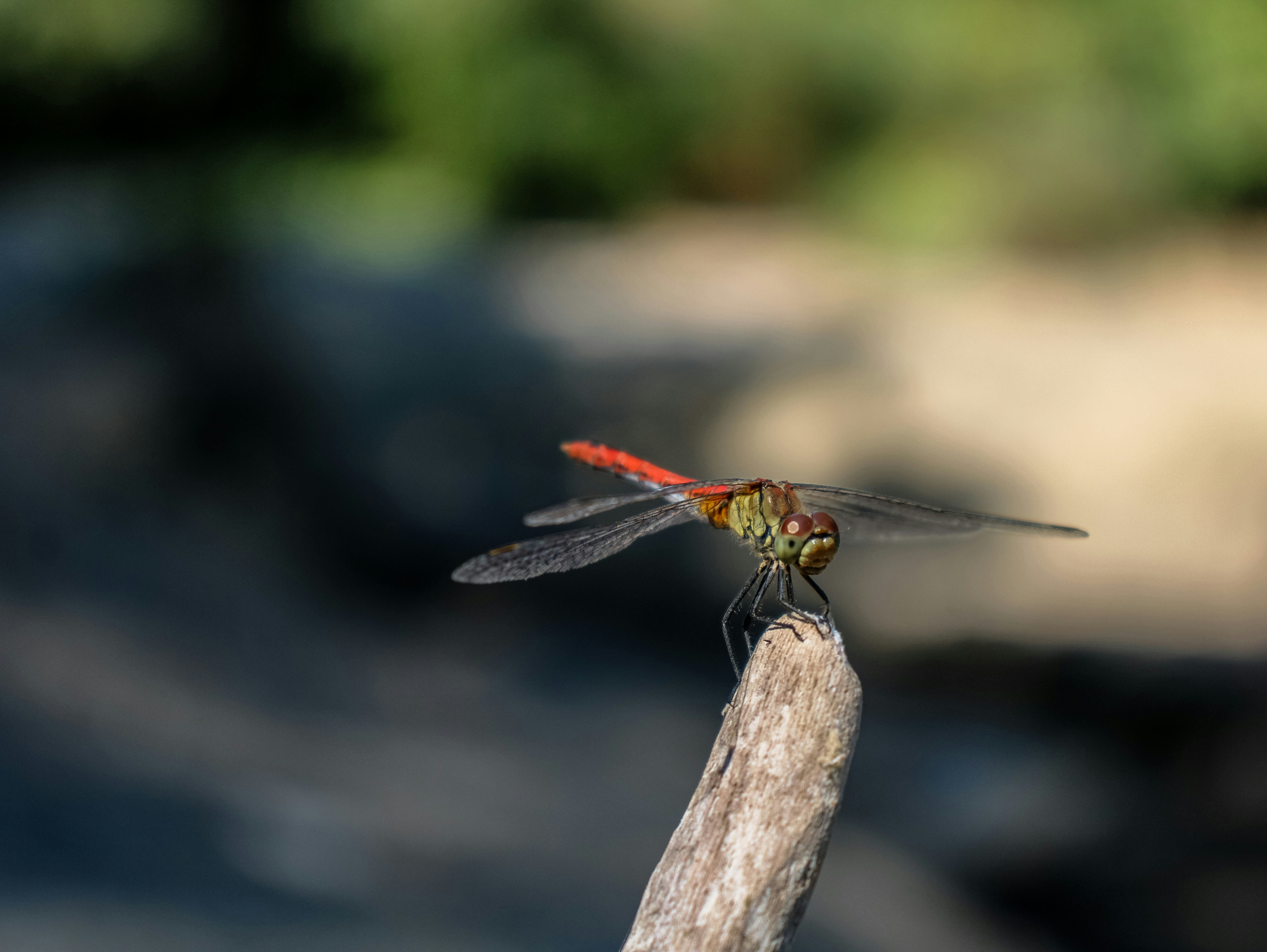 A red dragonfly sitting on top of a piece of wood