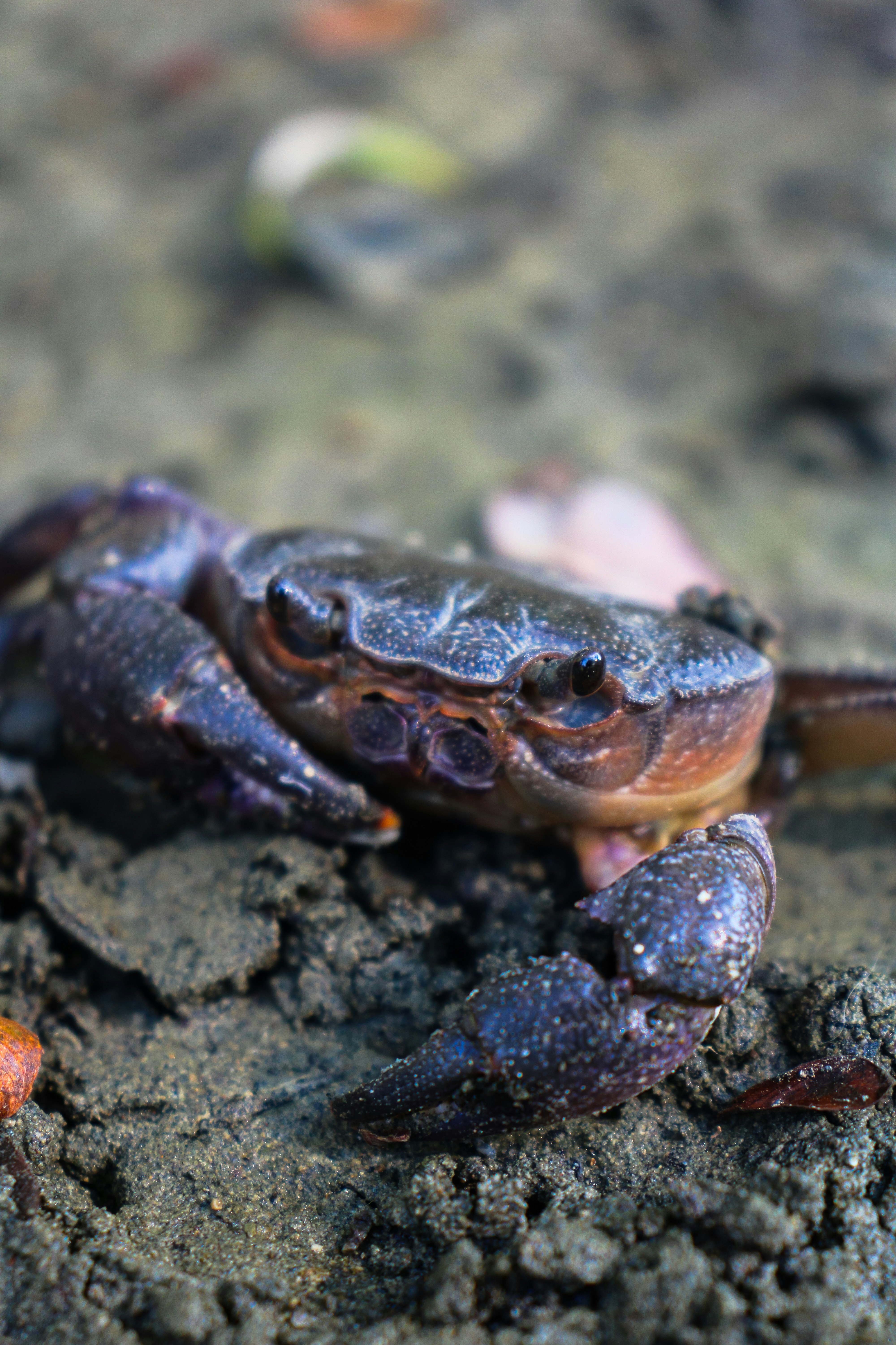A crab sitting on top of a sandy ground