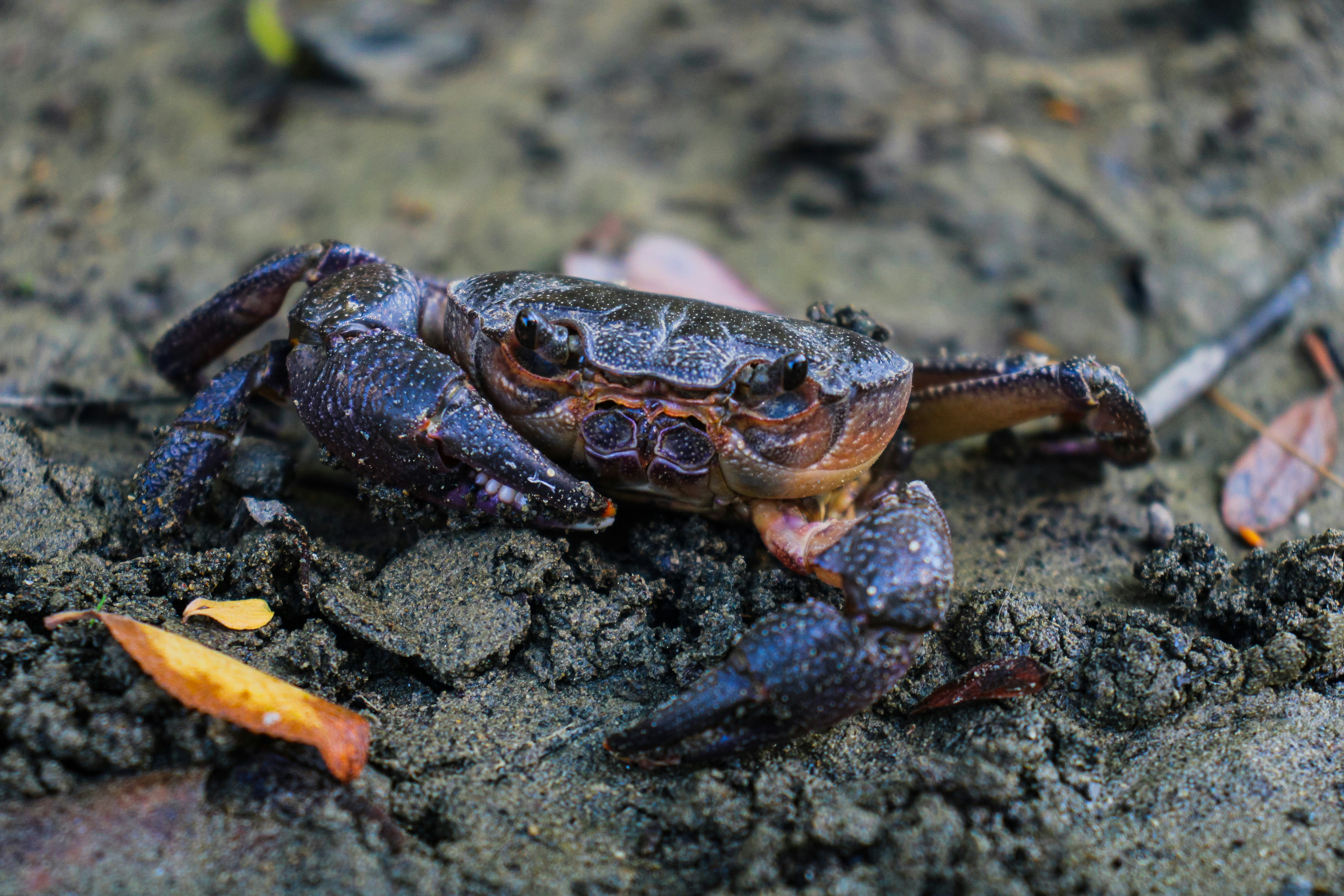 A close up of a crab on the ground