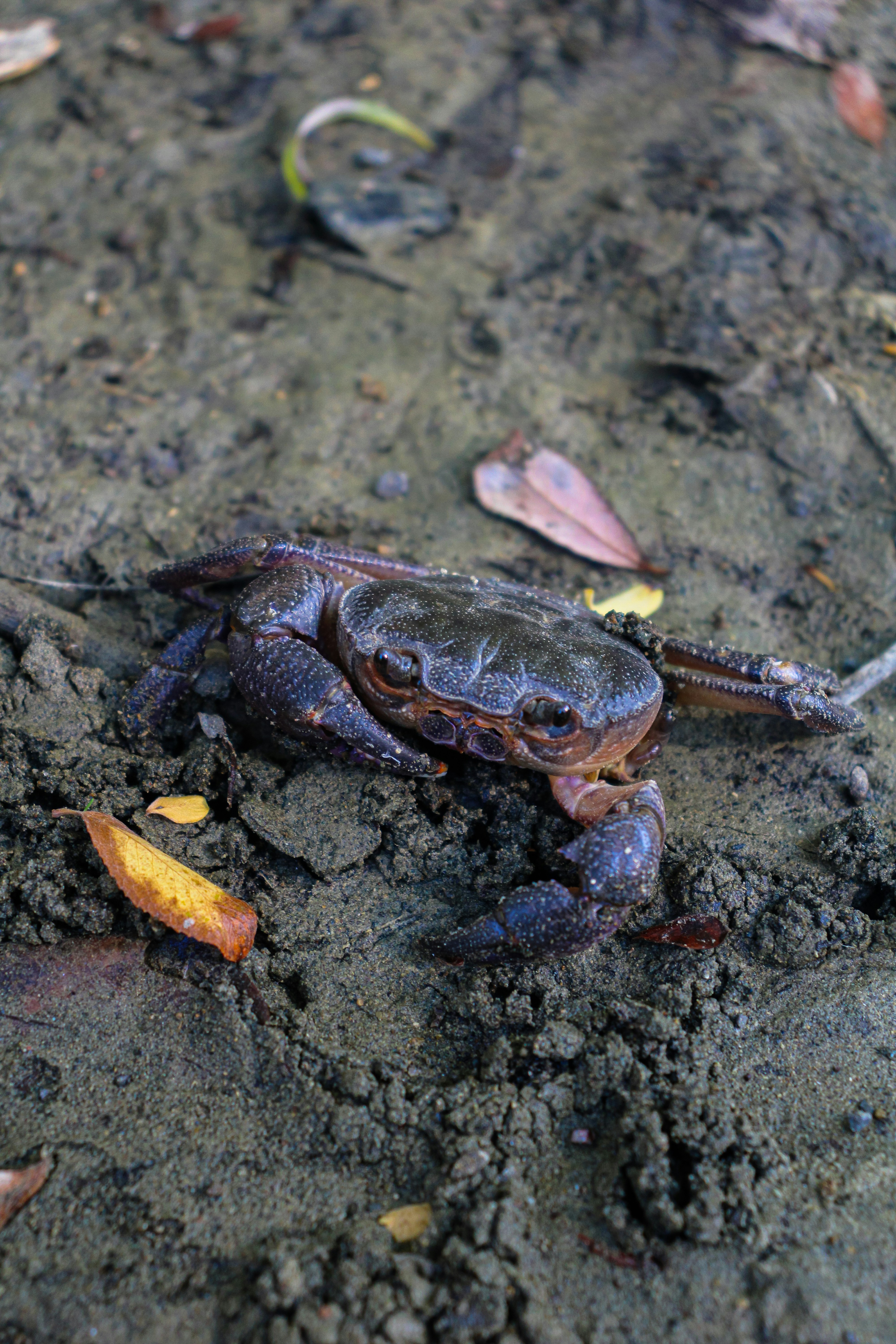 A crab sitting on the ground in the dirt