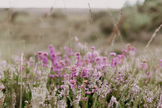 A field of wildflowers in a field with trees in the background