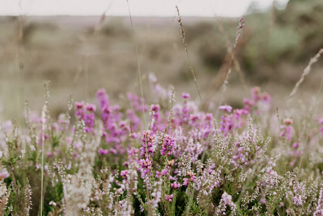 A field of wildflowers in a field with trees in the background