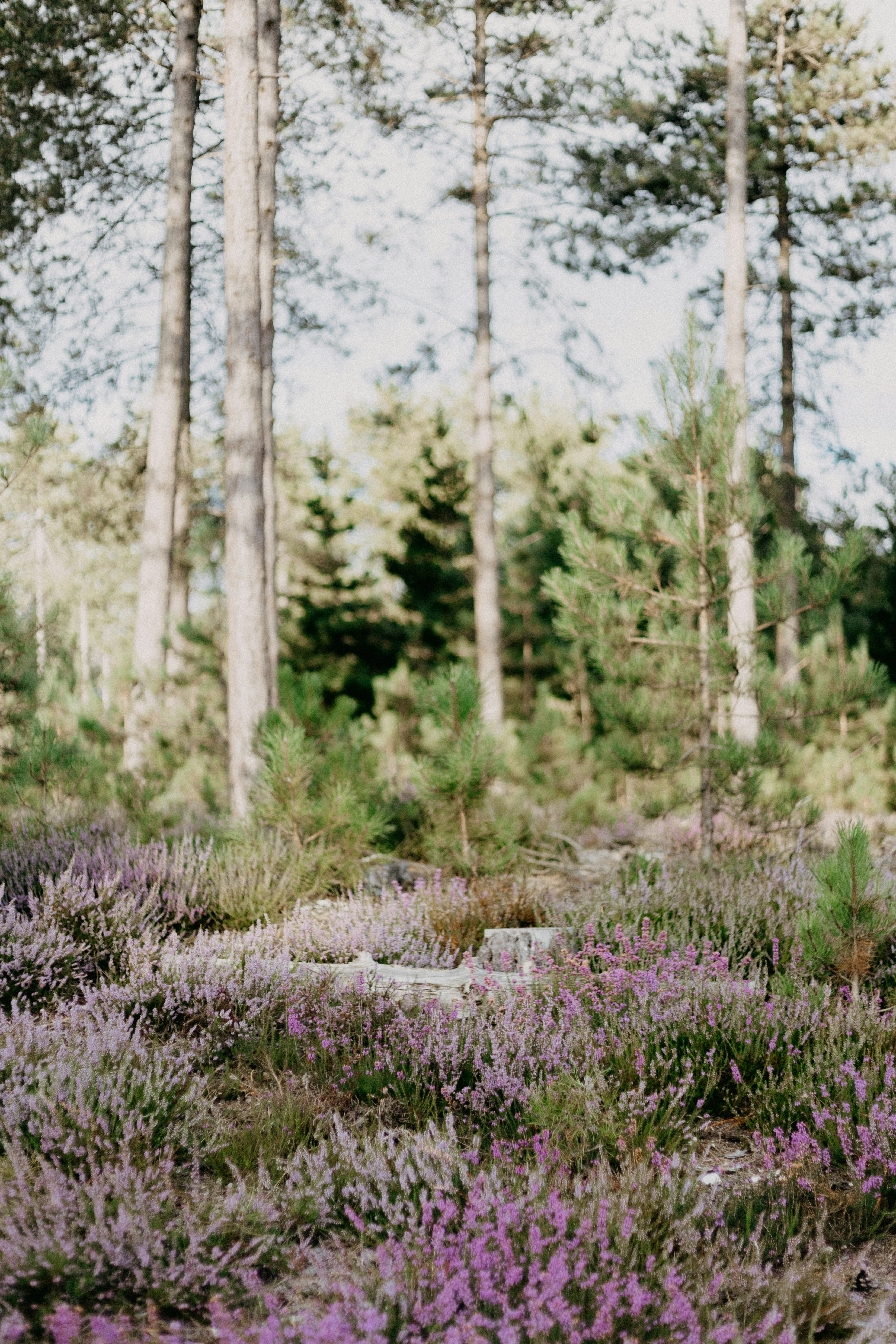 Photo by anniespratt