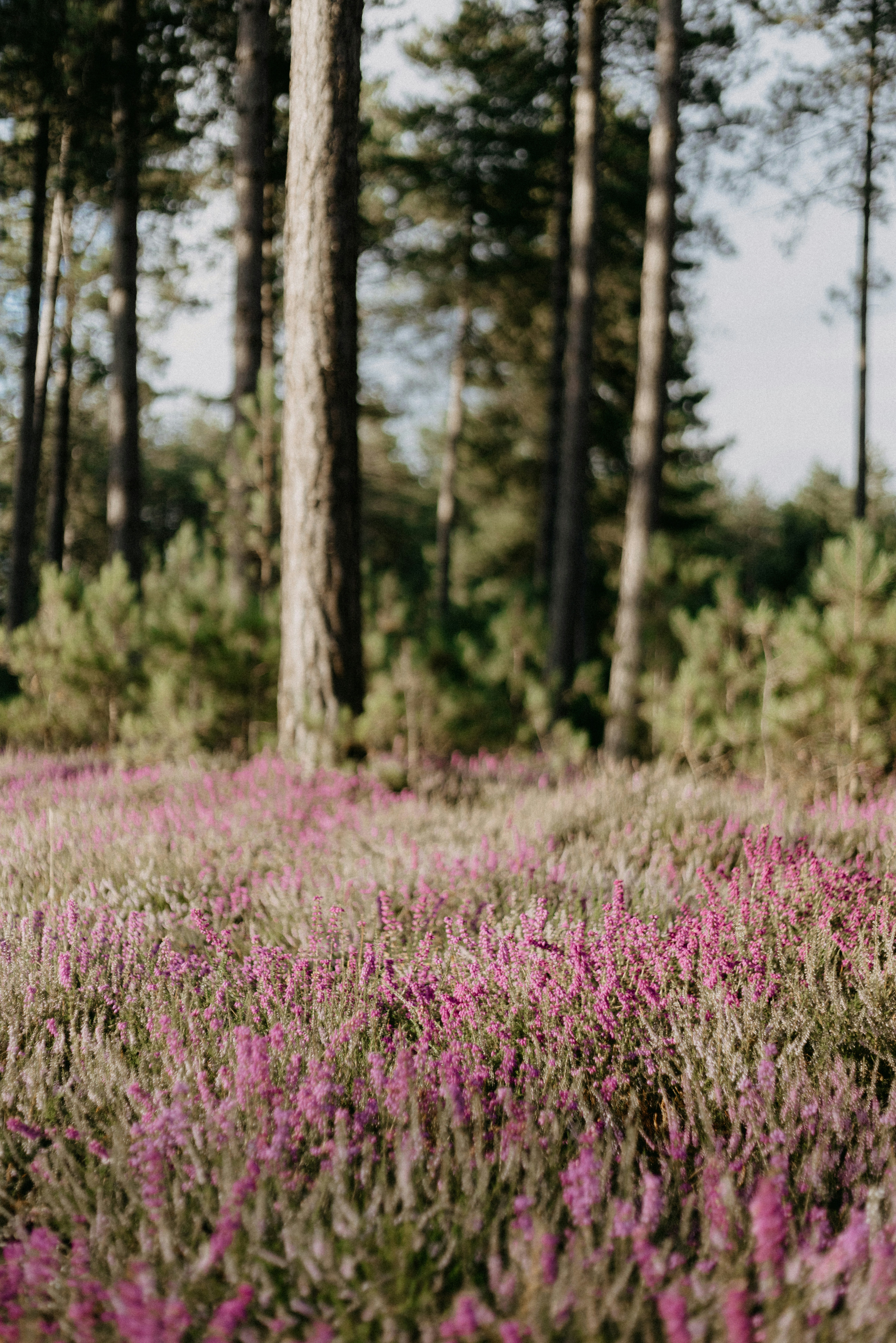 Photo by anniespratt