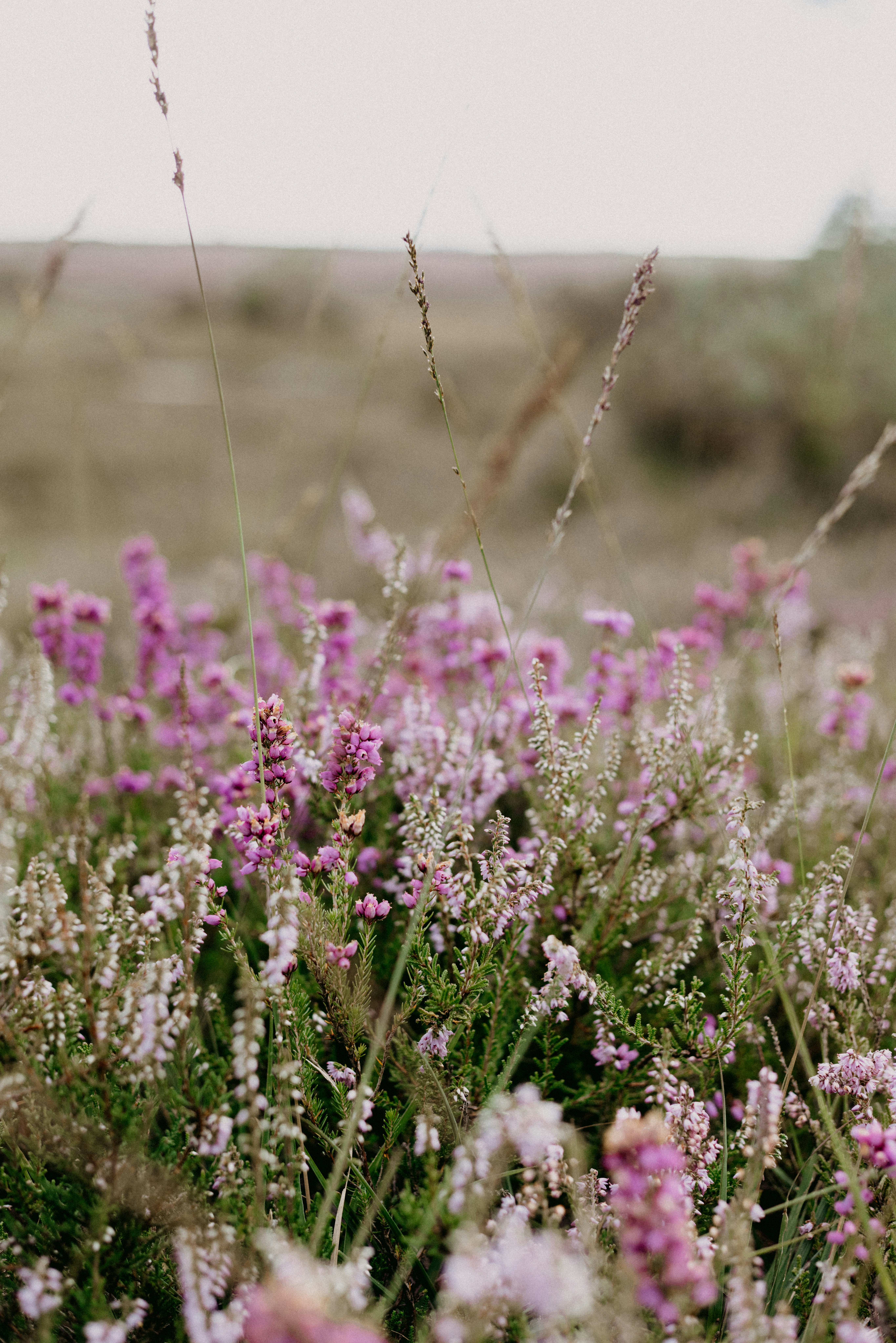 Photo by anniespratt