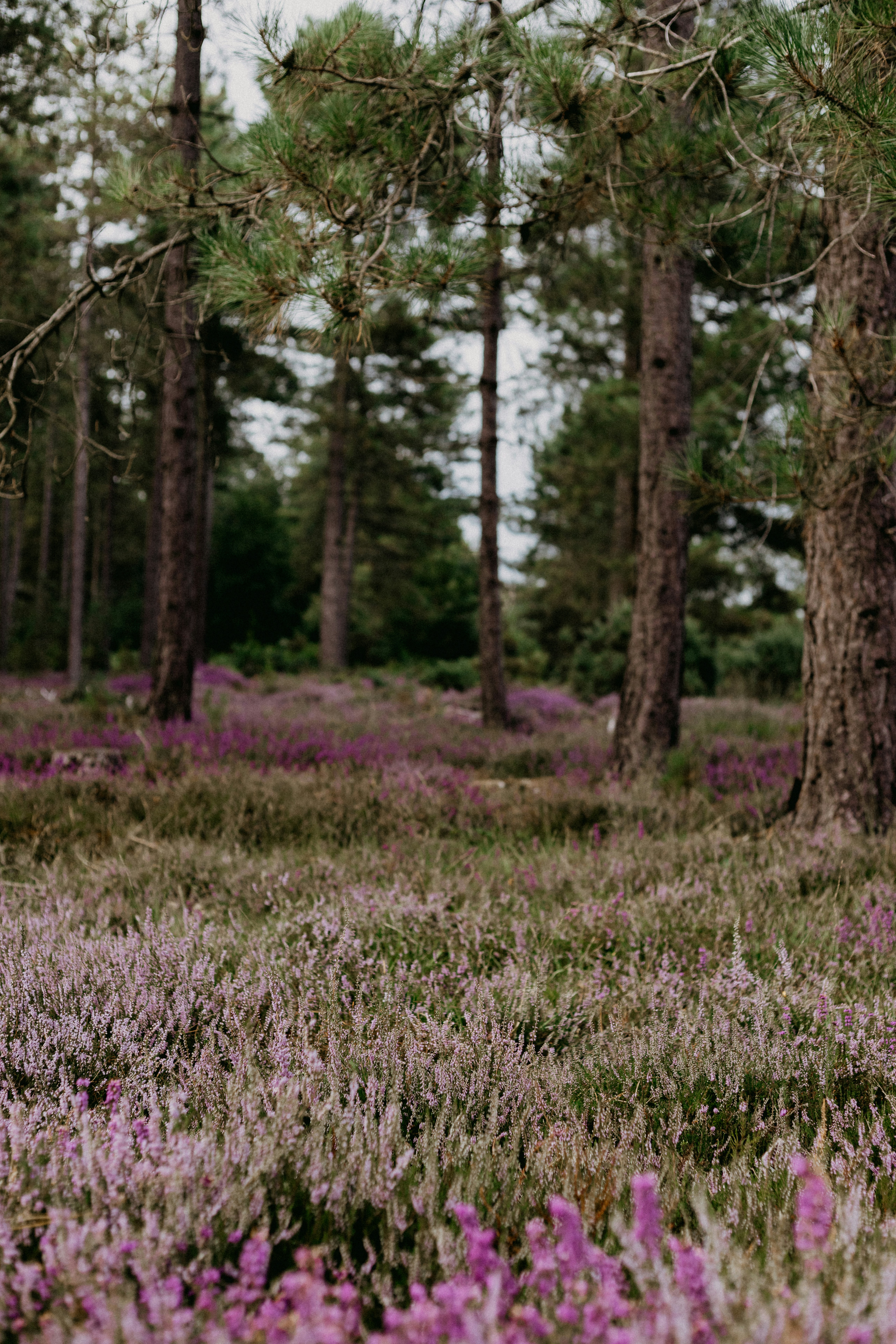 Photo by anniespratt