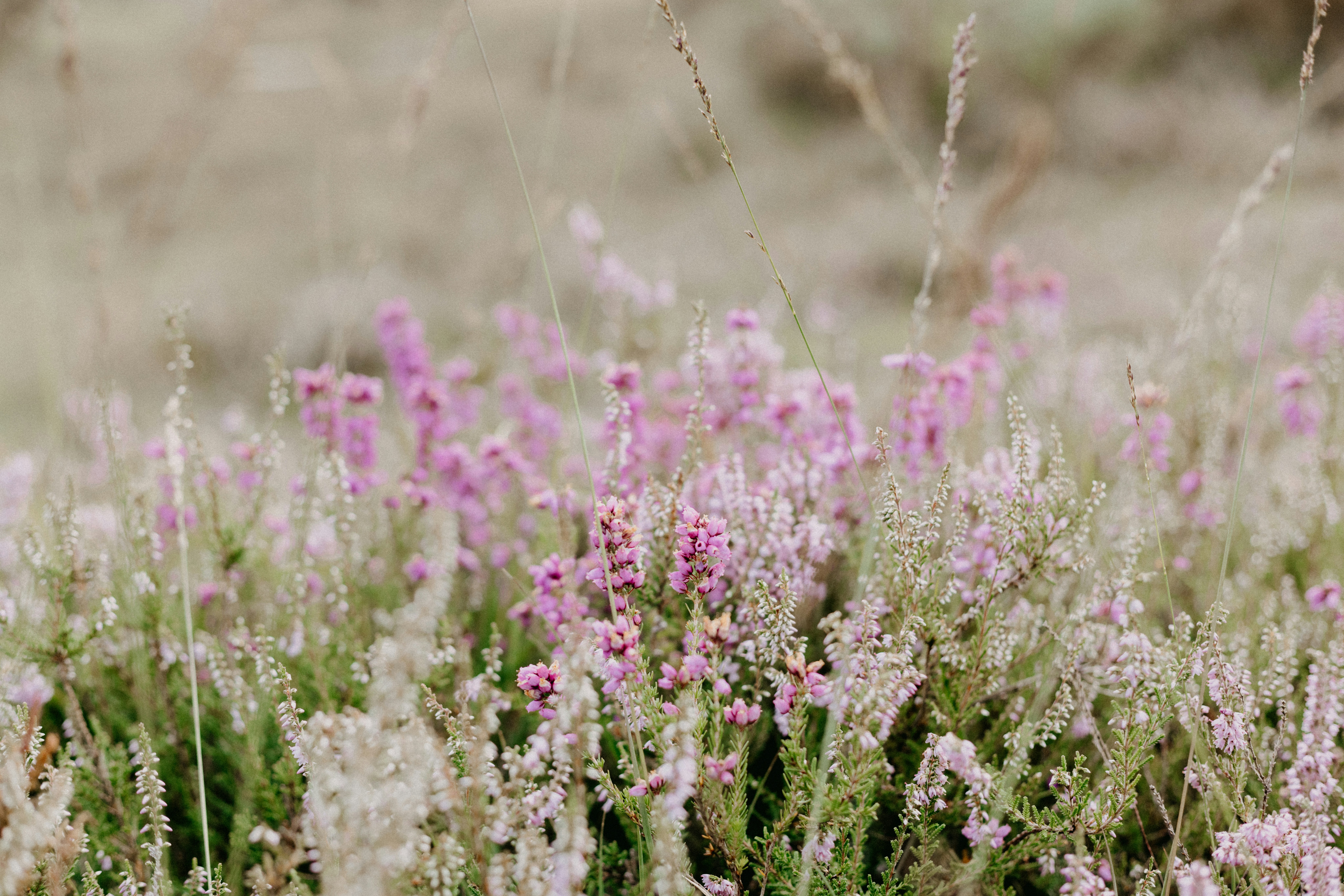 Photo by anniespratt