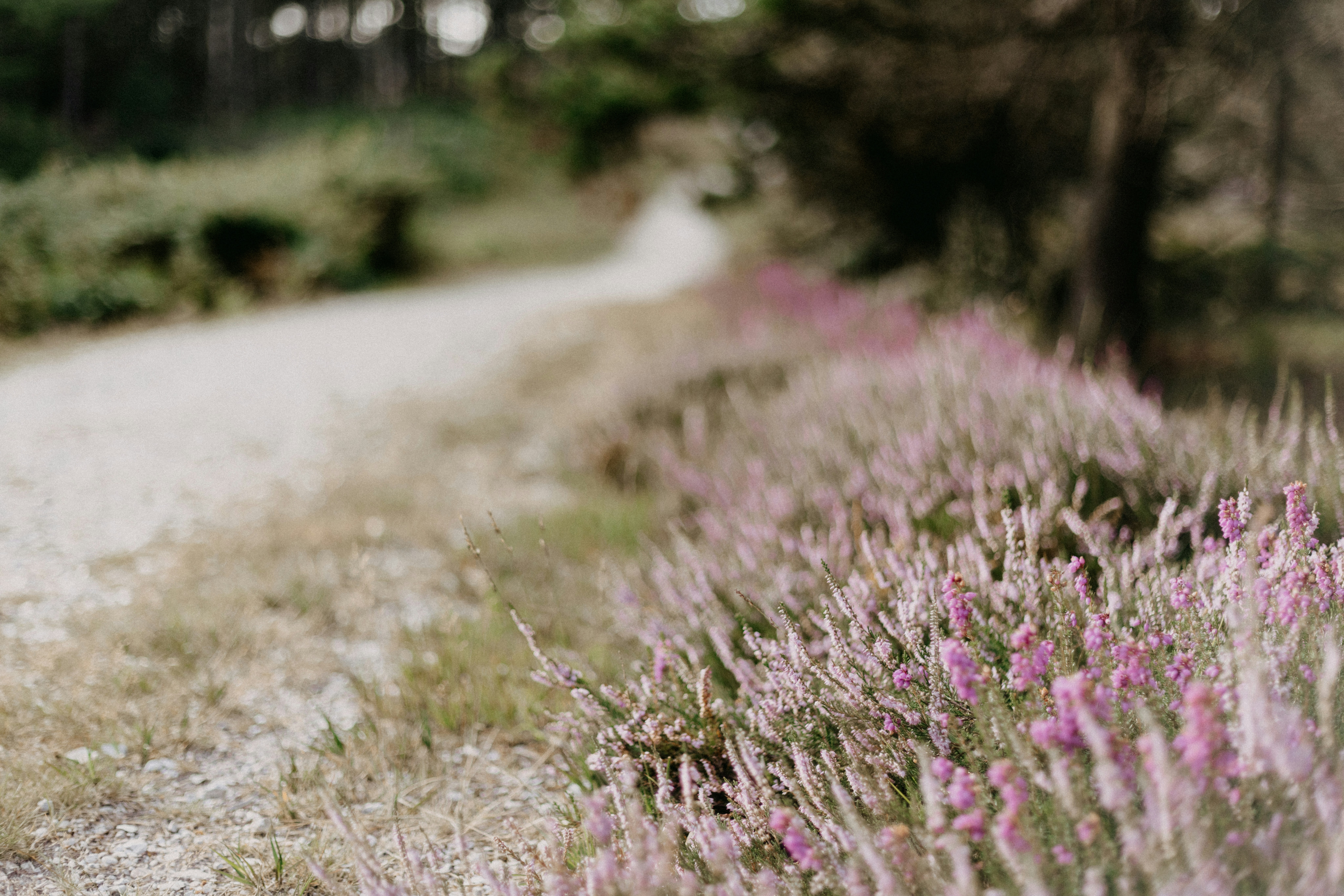 Photo by anniespratt