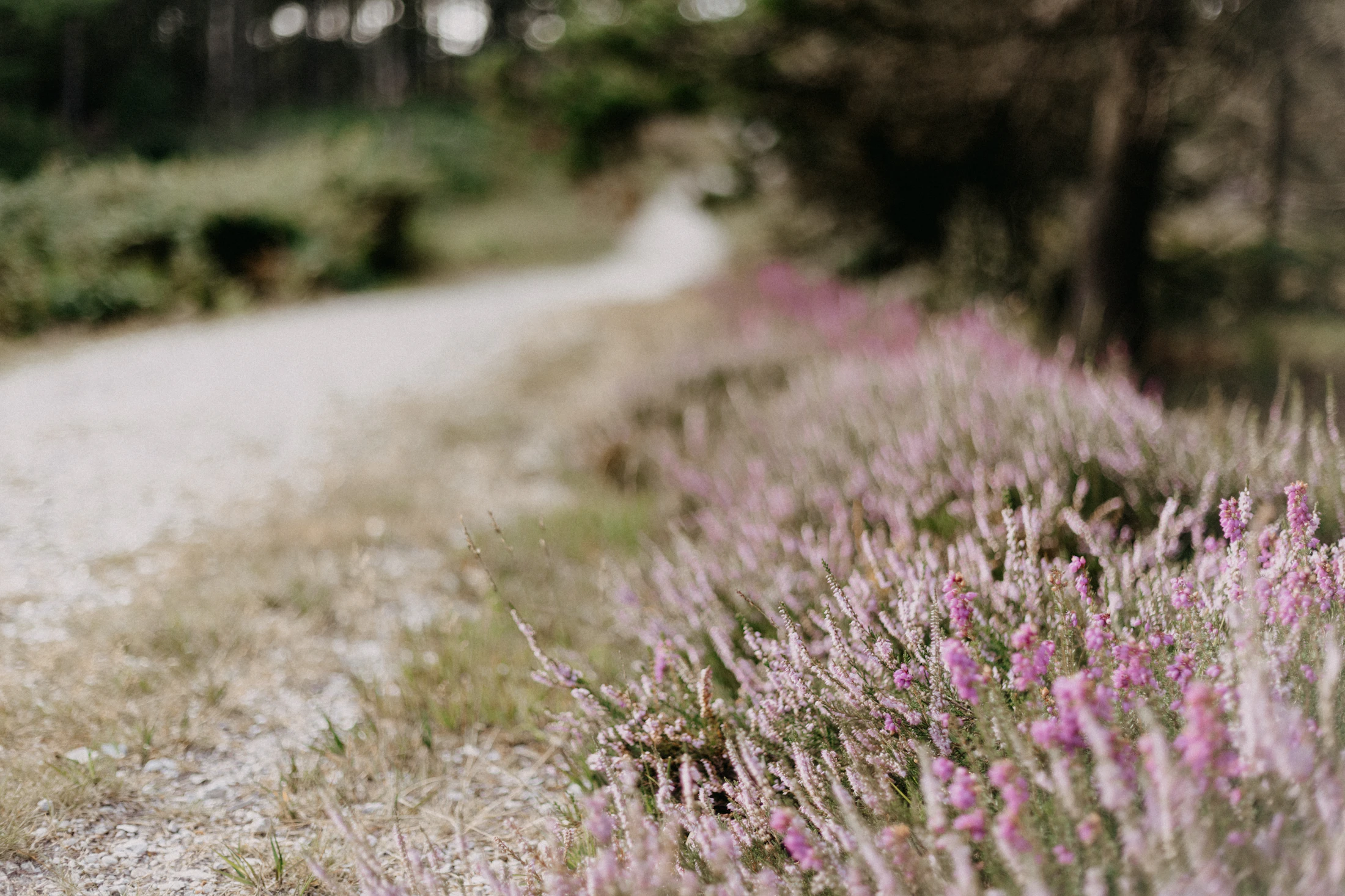 A quiet path bordered by purple flowers and trees.