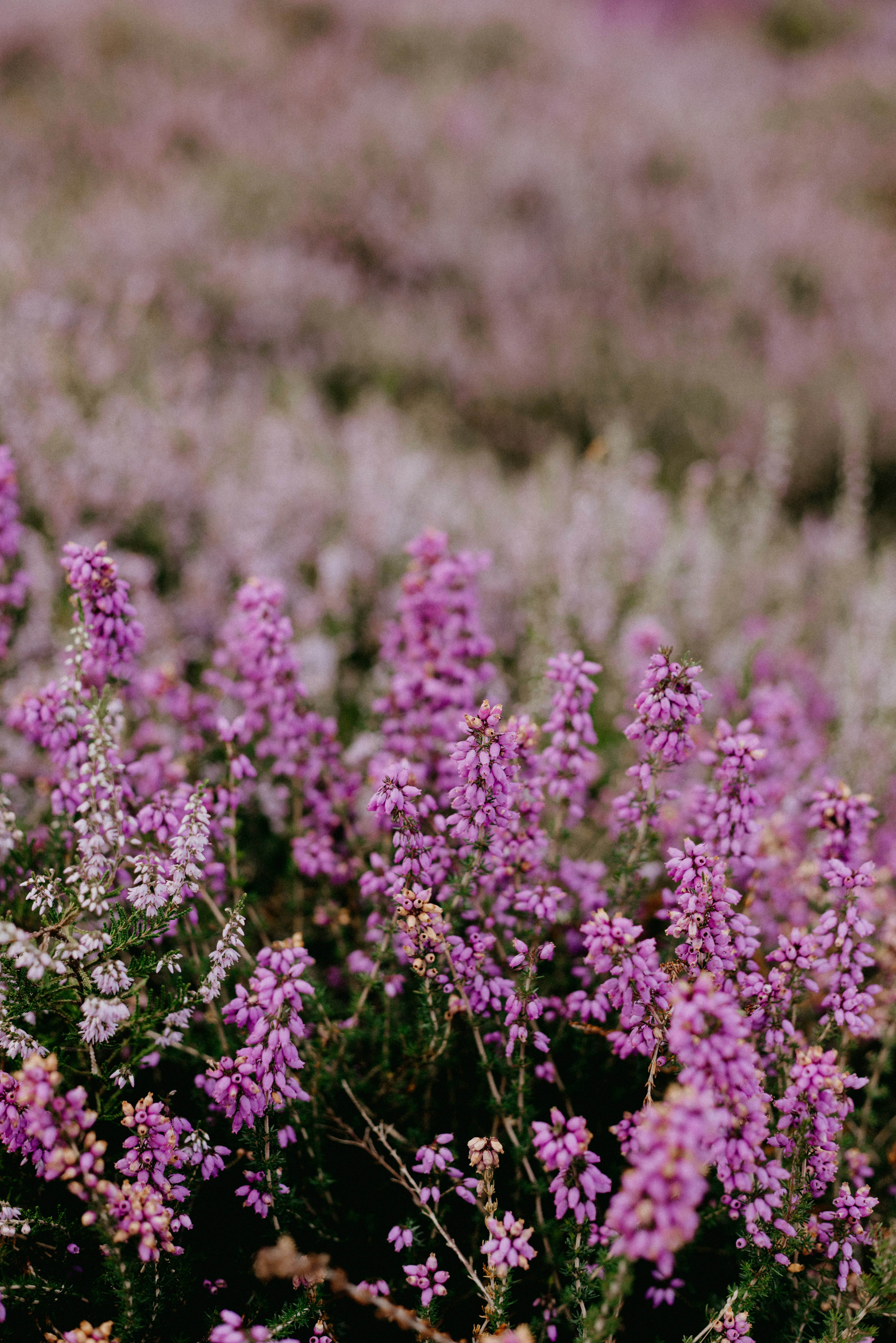 Photo by anniespratt