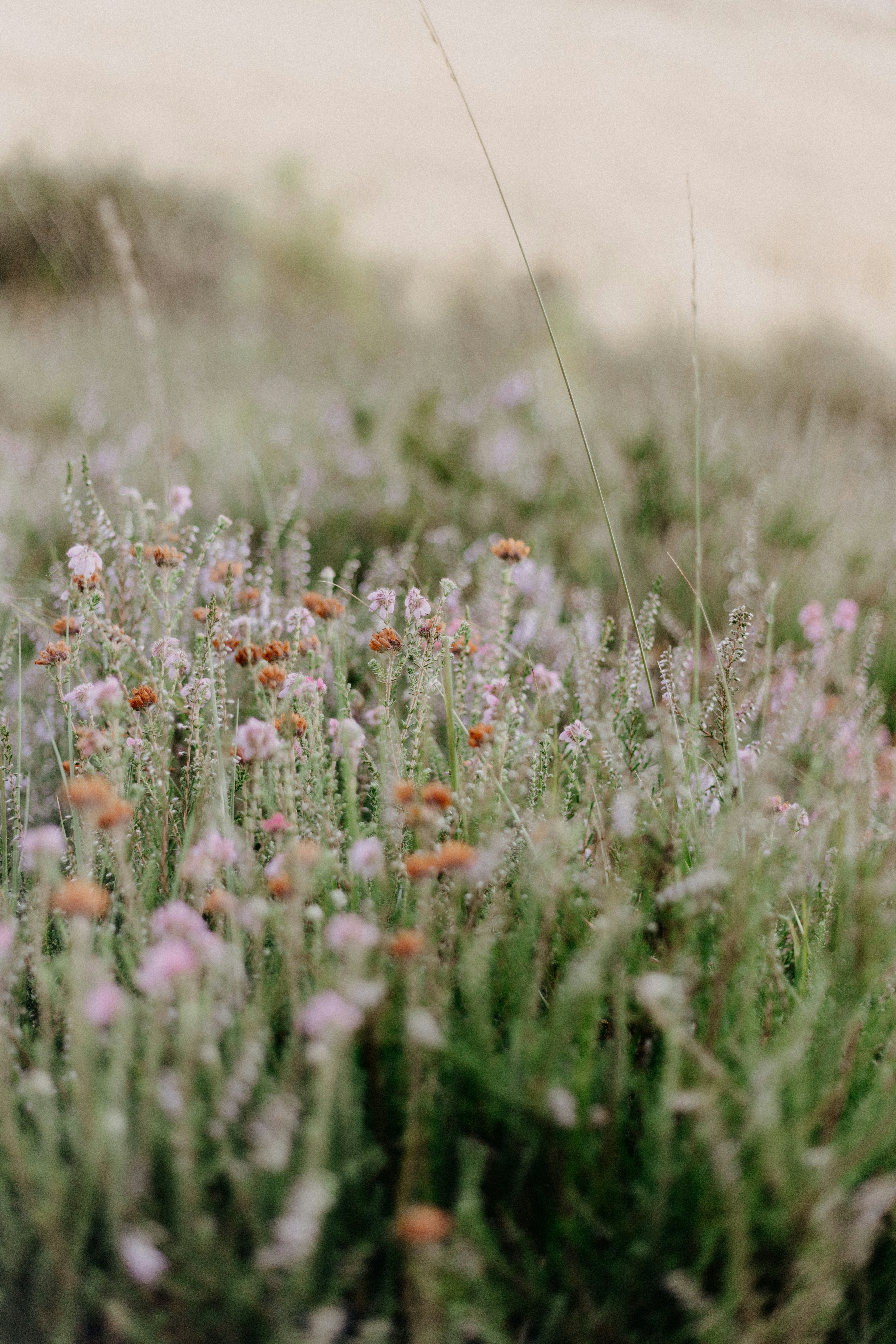 Photo by anniespratt