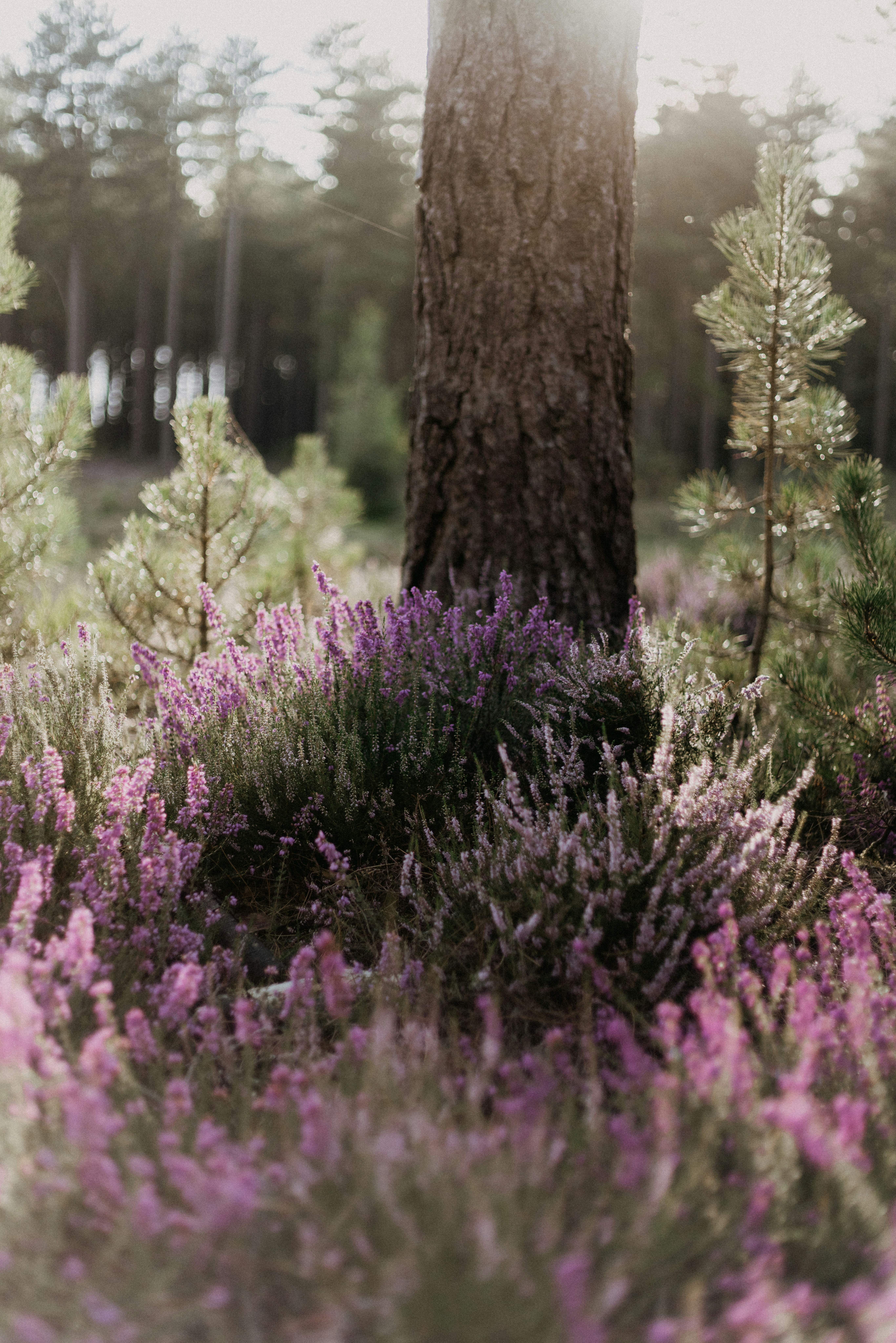 Photo by anniespratt